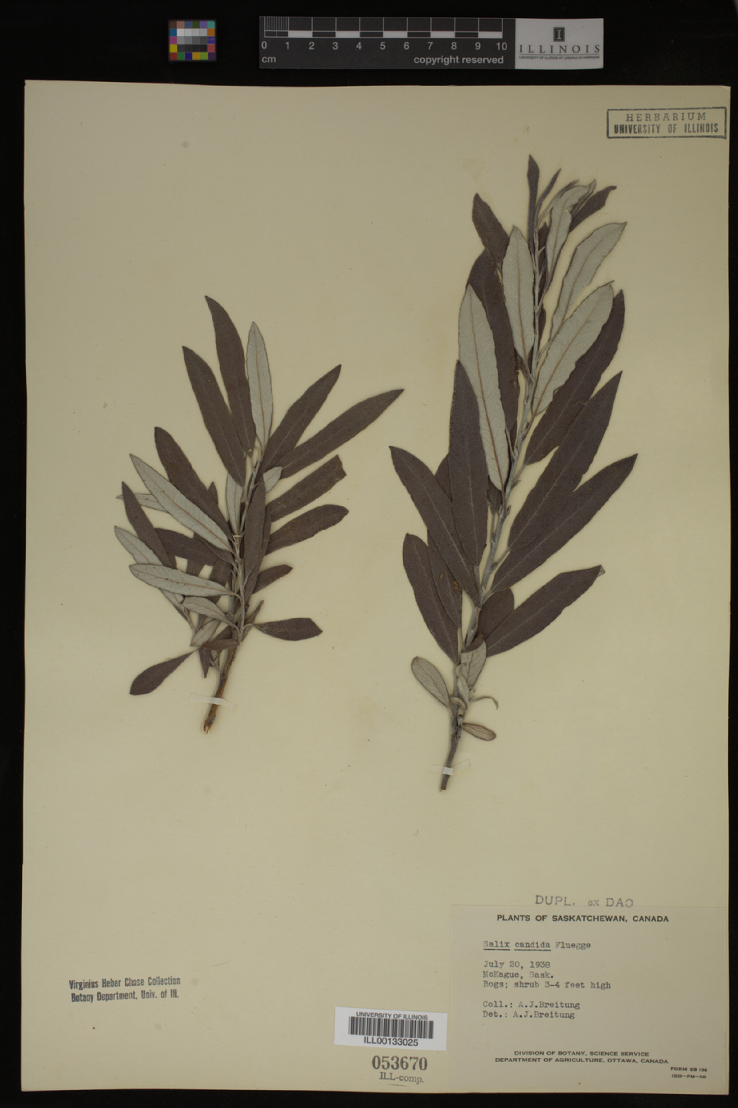 Salix candida image