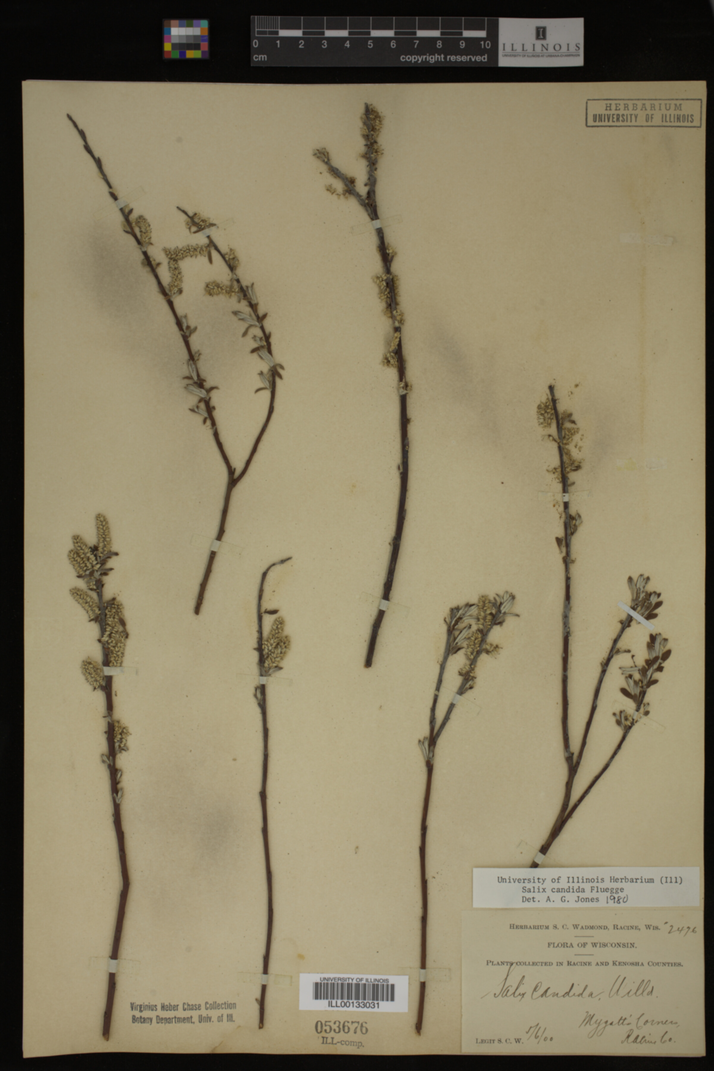 Salix candida image