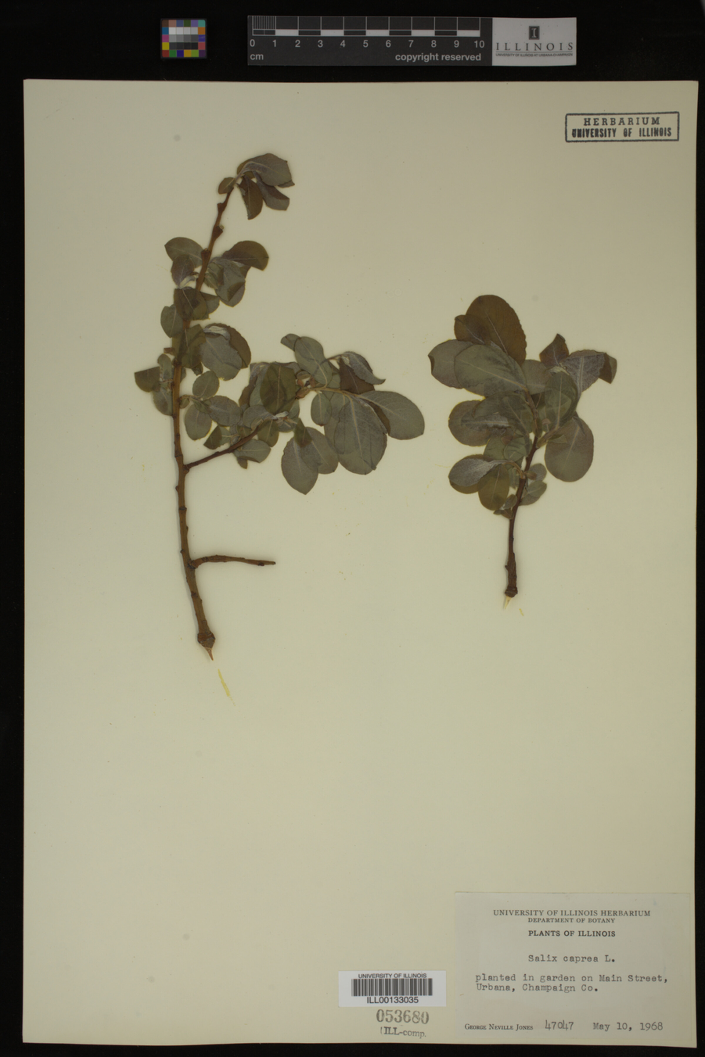 Salix caprea image