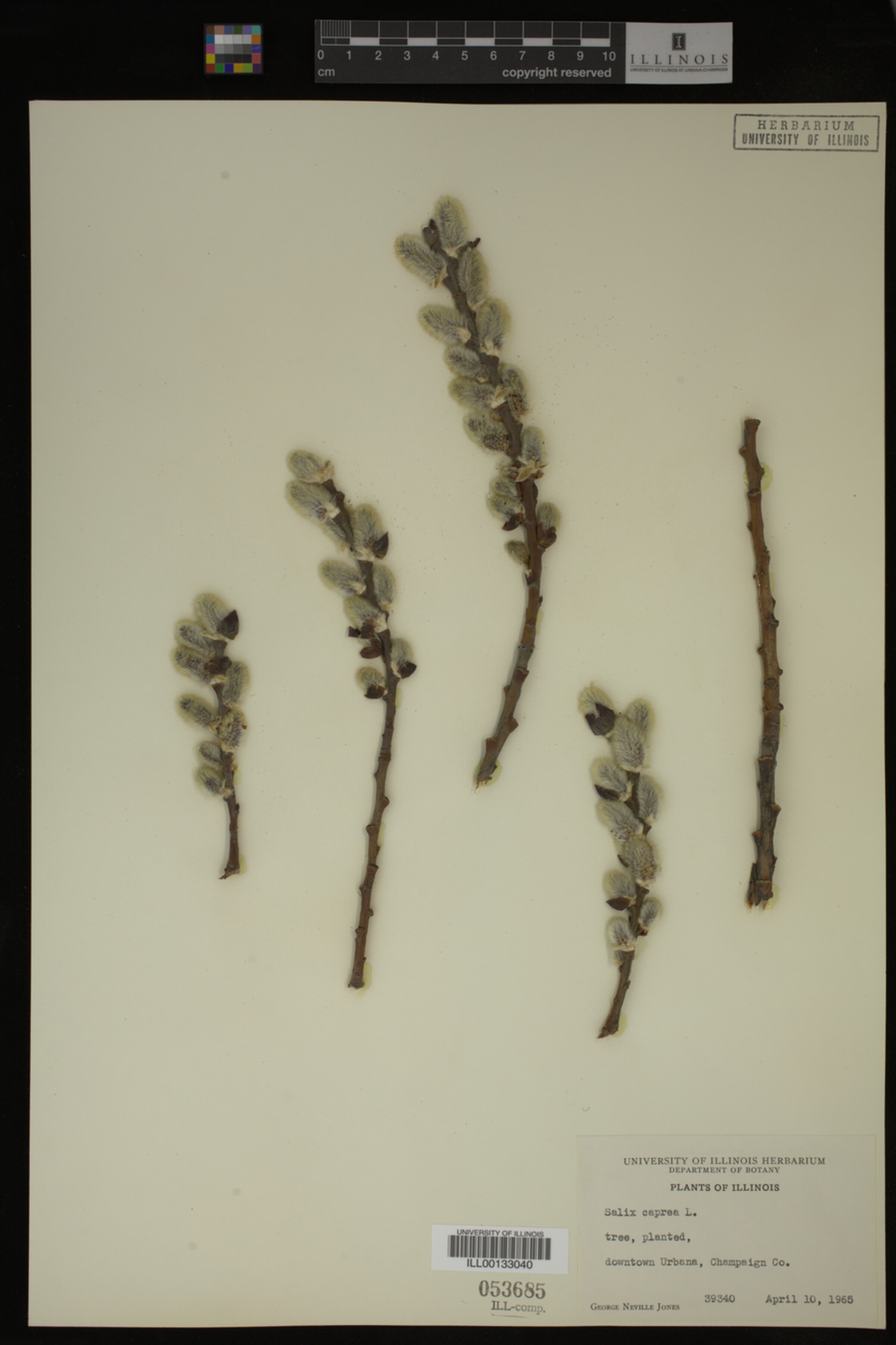 Salix caprea image