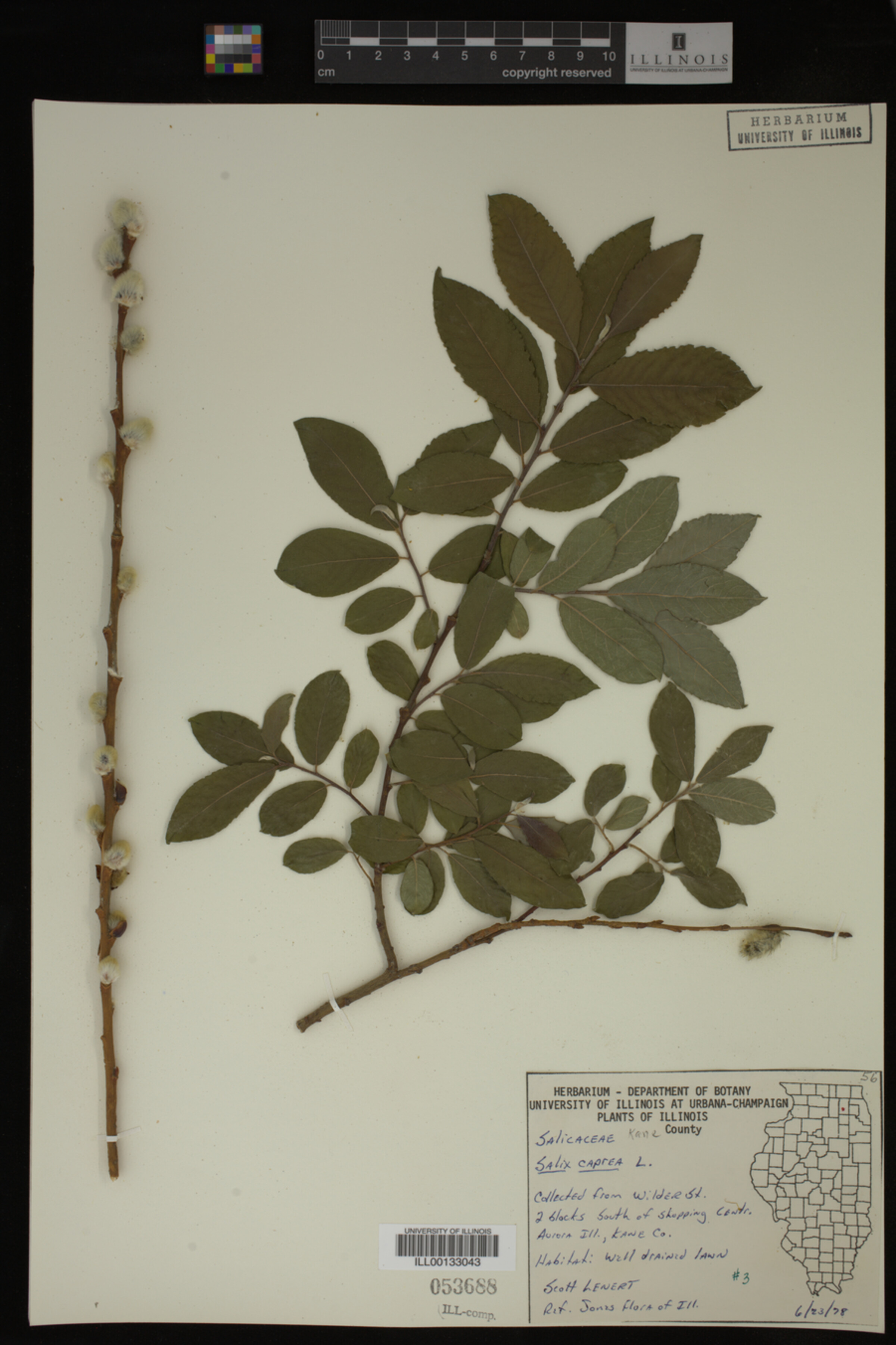 Salix caprea image
