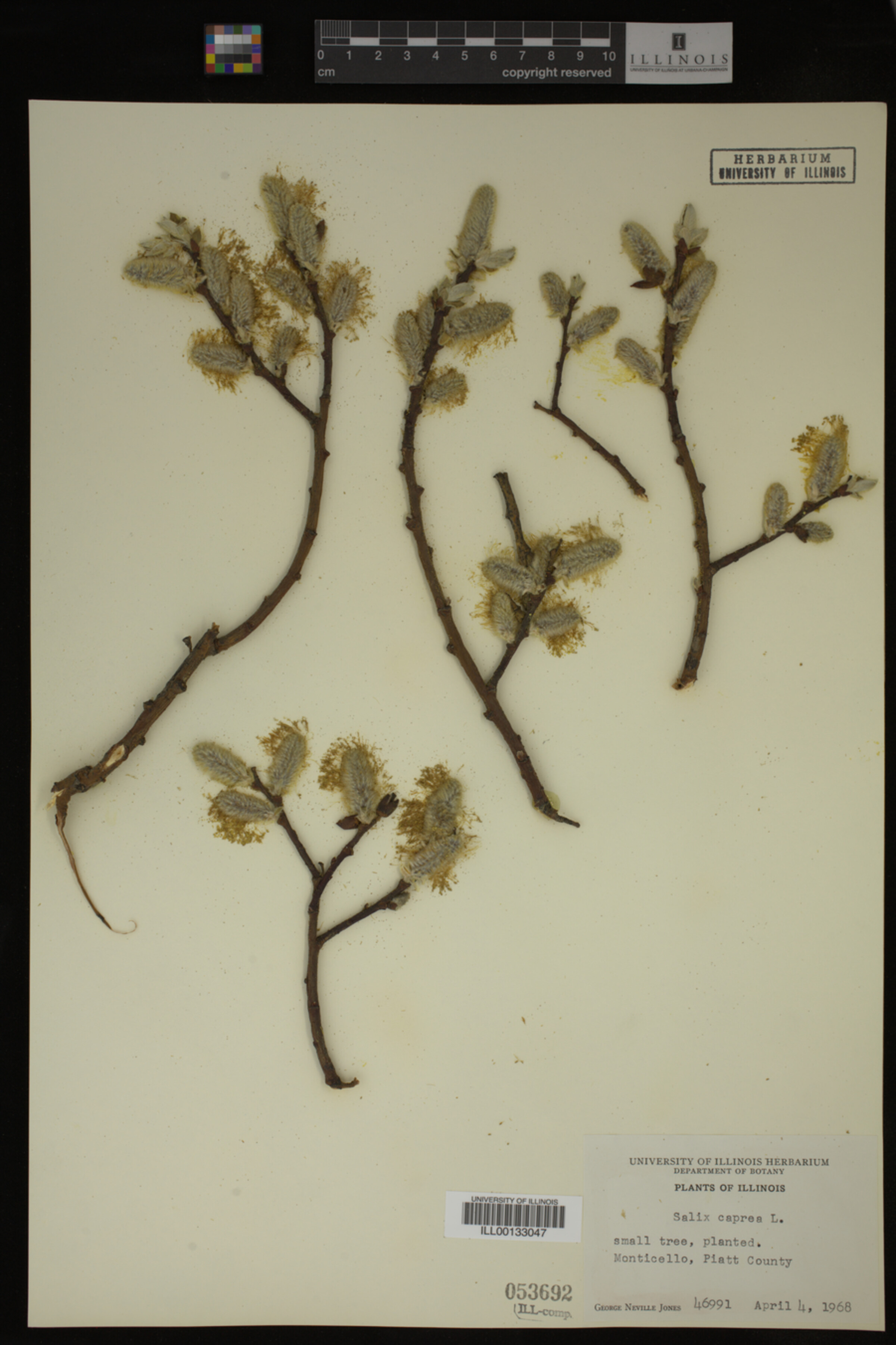 Salix caprea image