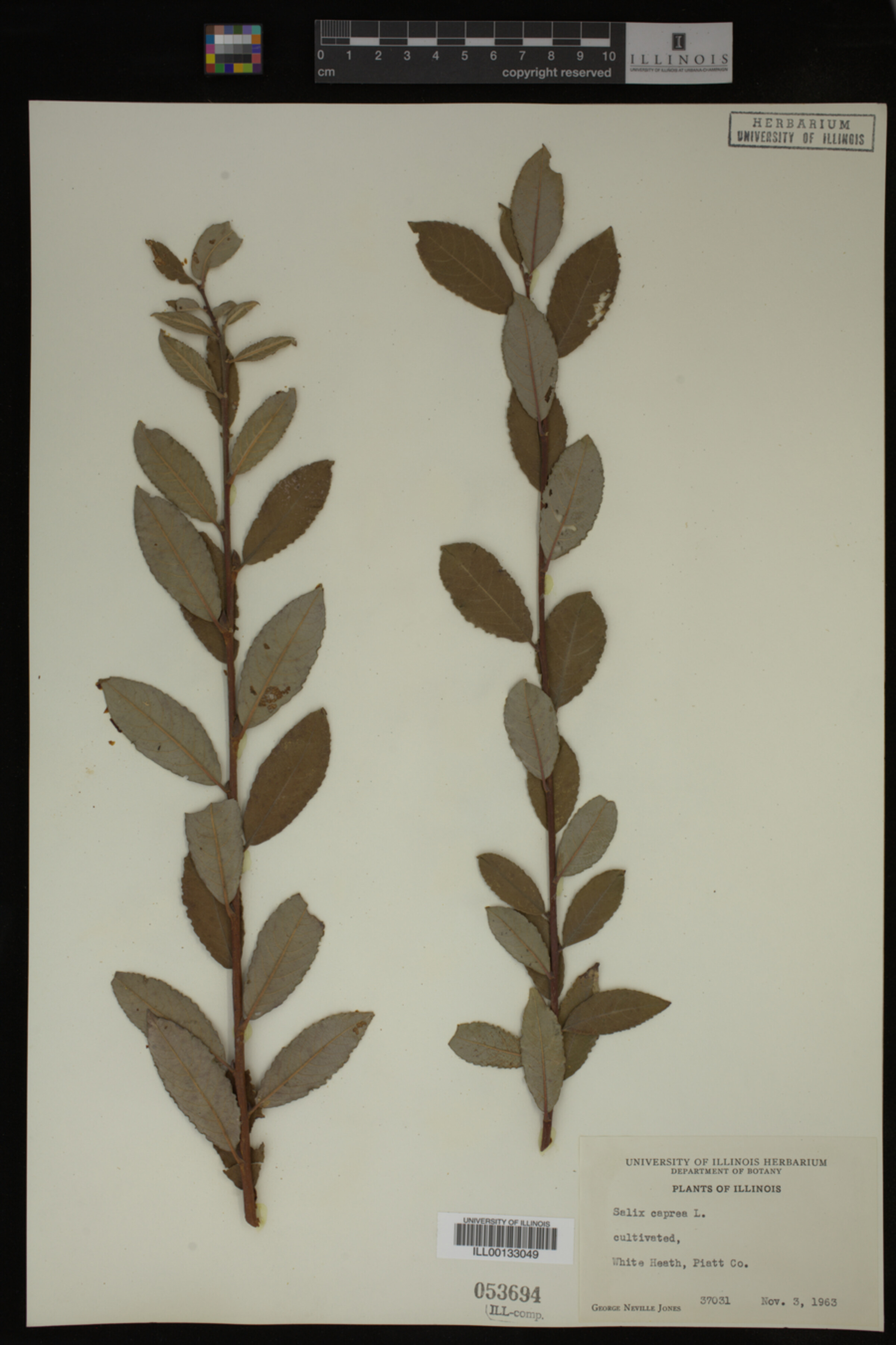 Salix caprea image