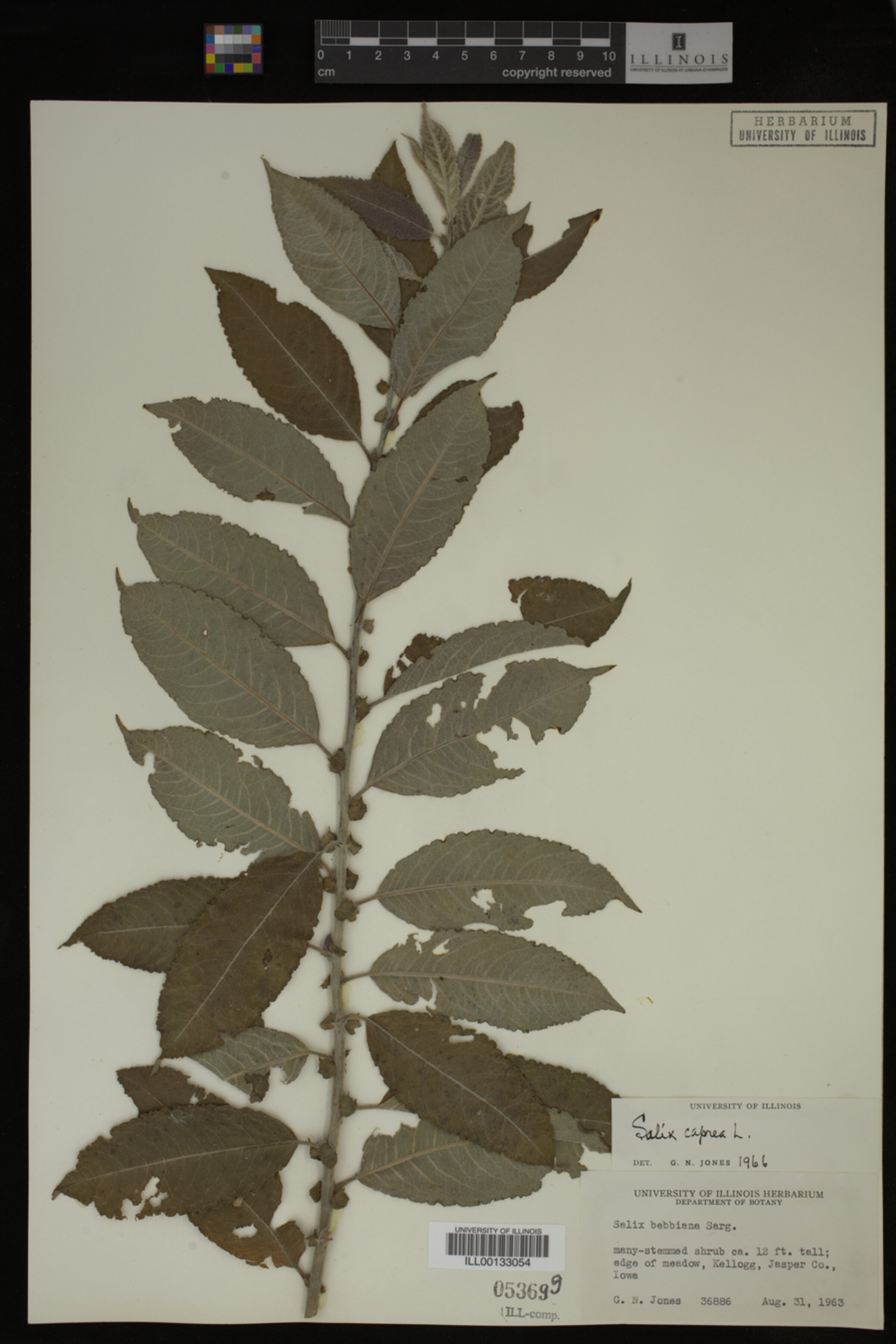 Salix caprea image