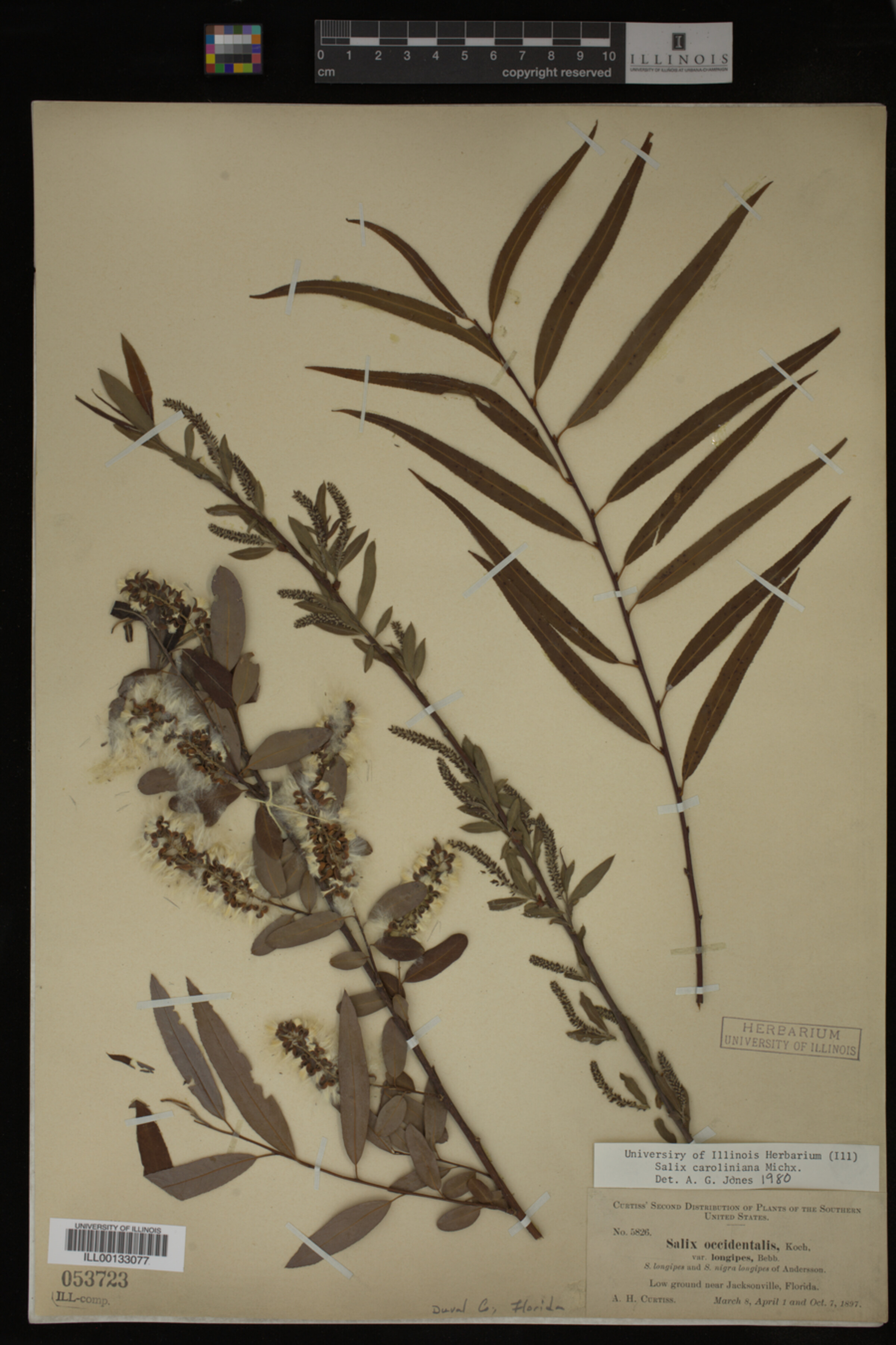 Salix caroliniana image
