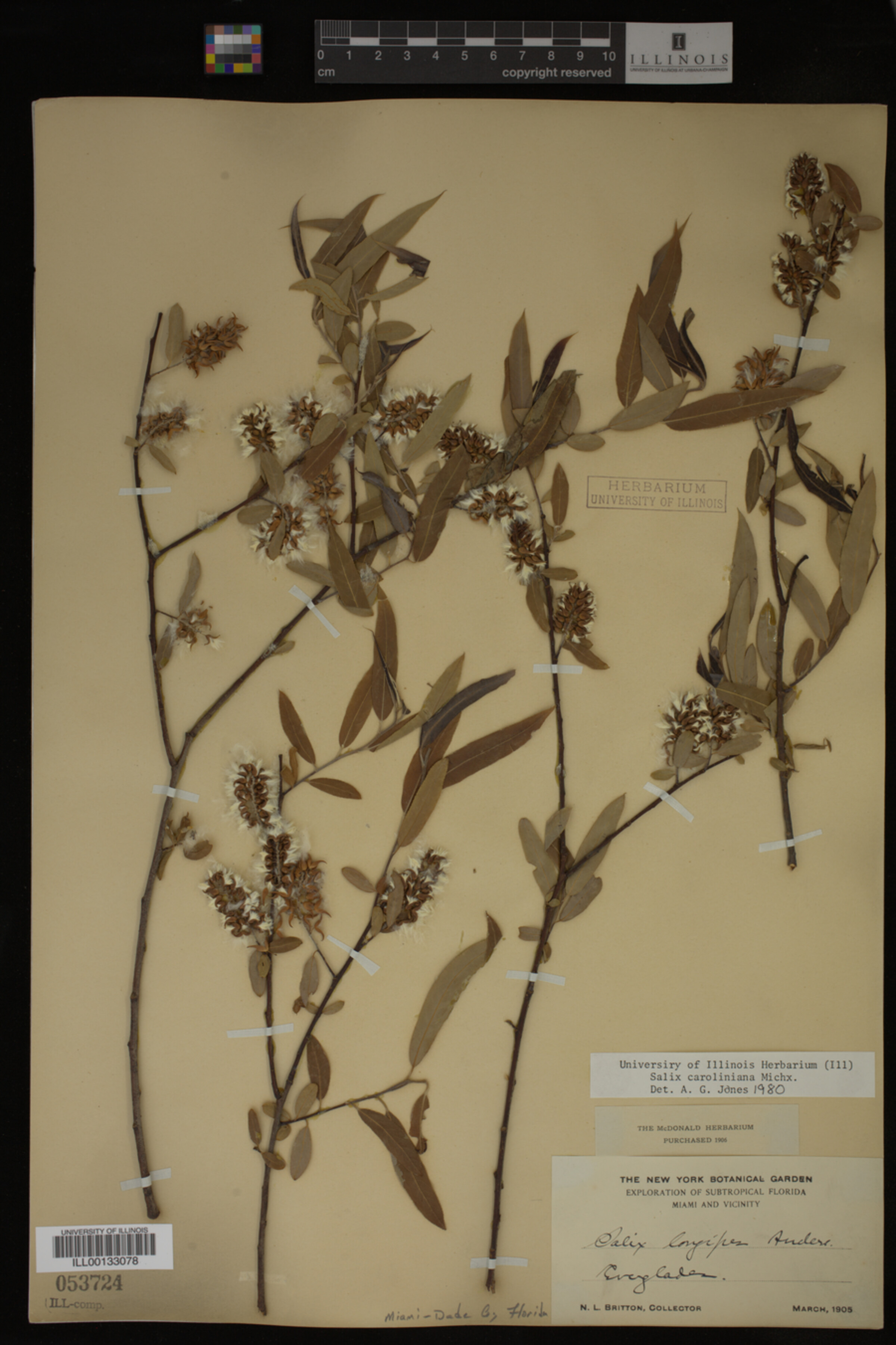 Salix caroliniana image