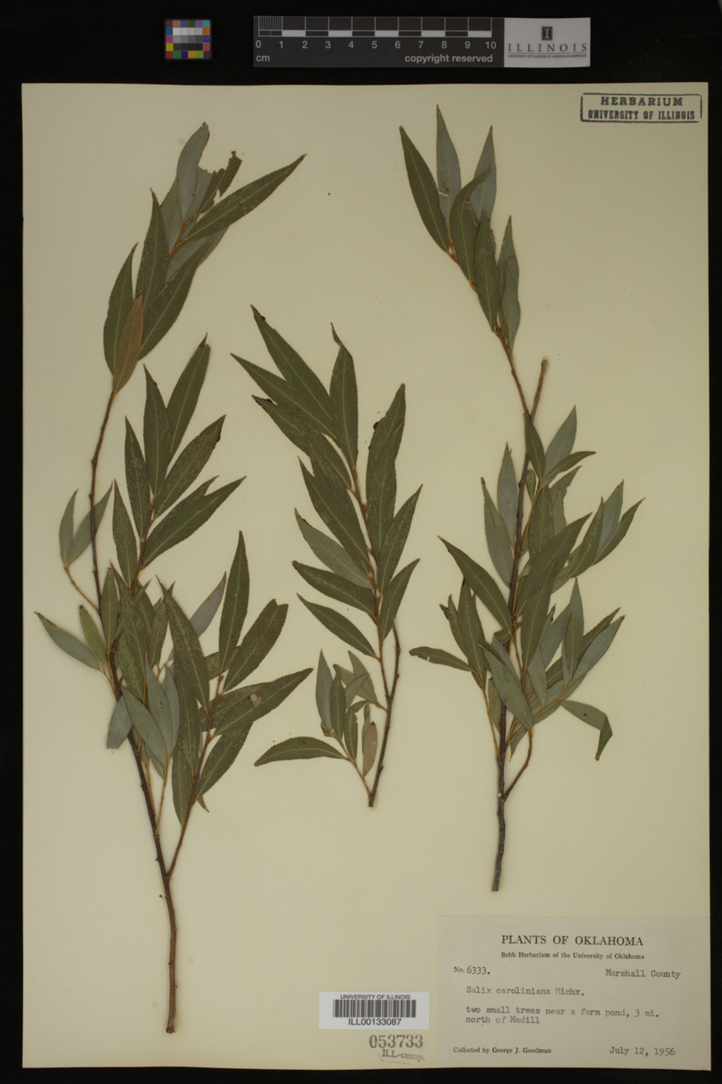 Salix caroliniana image