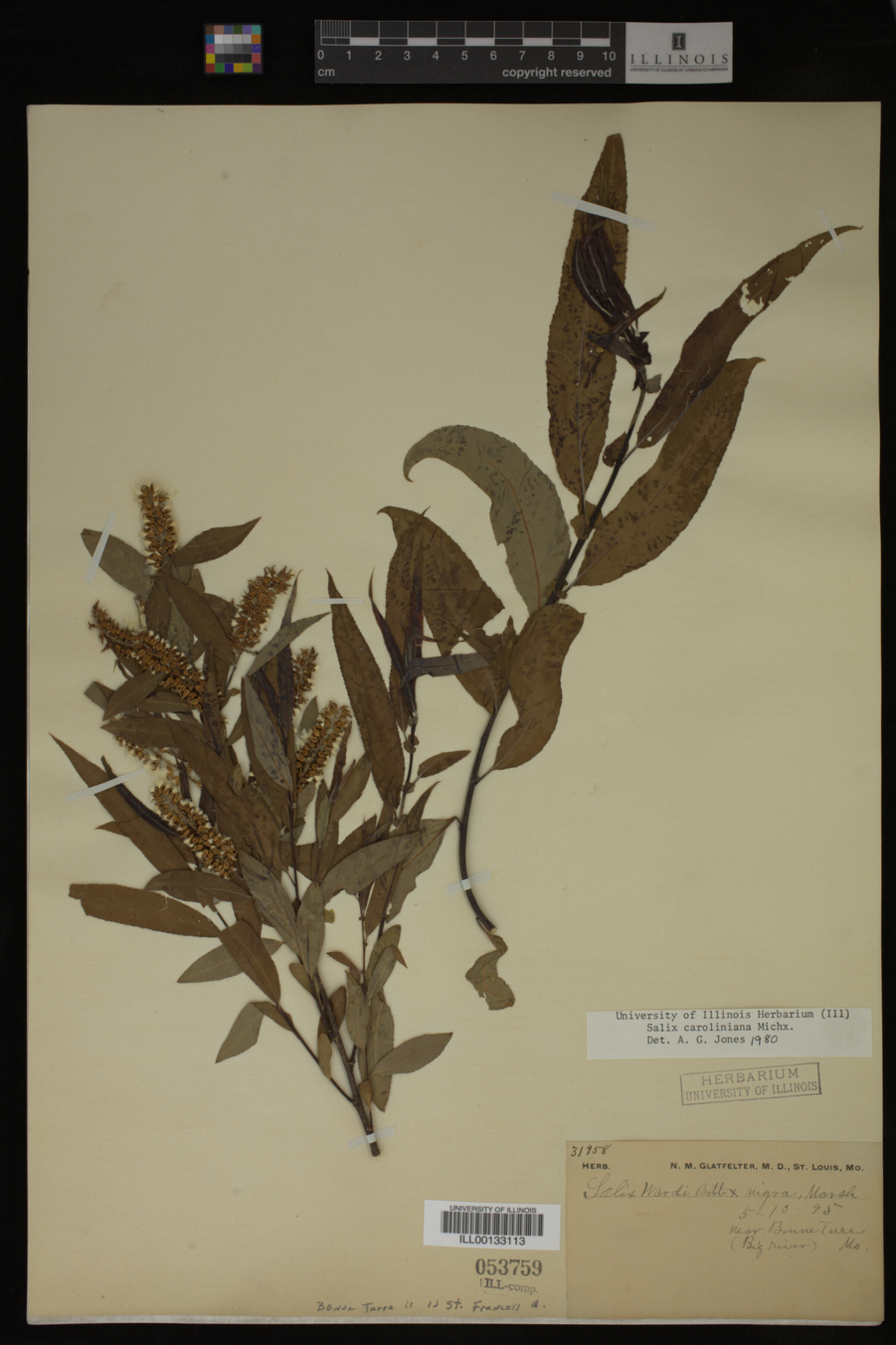 Salix caroliniana image