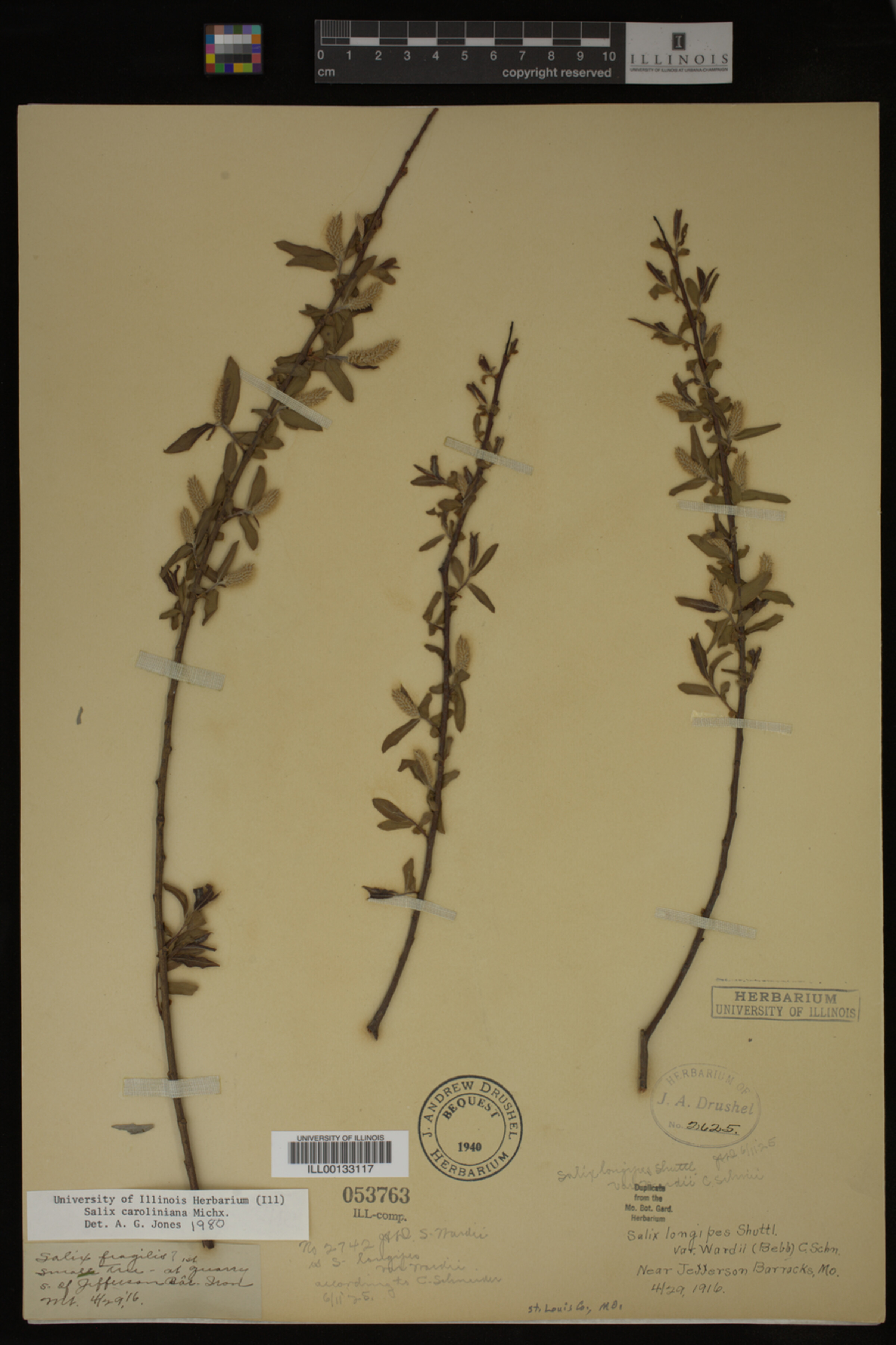 Salix caroliniana image
