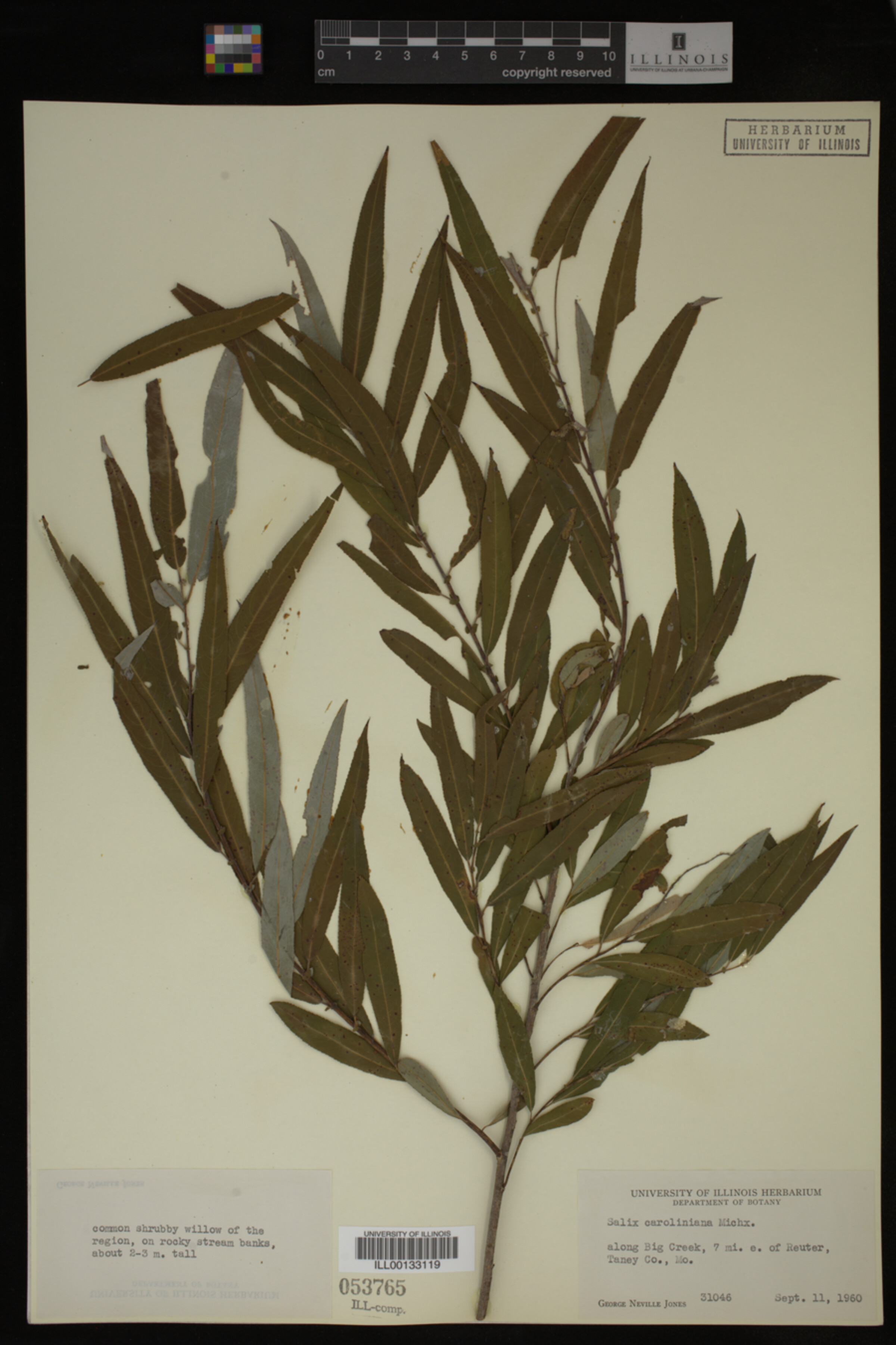 Salix caroliniana image