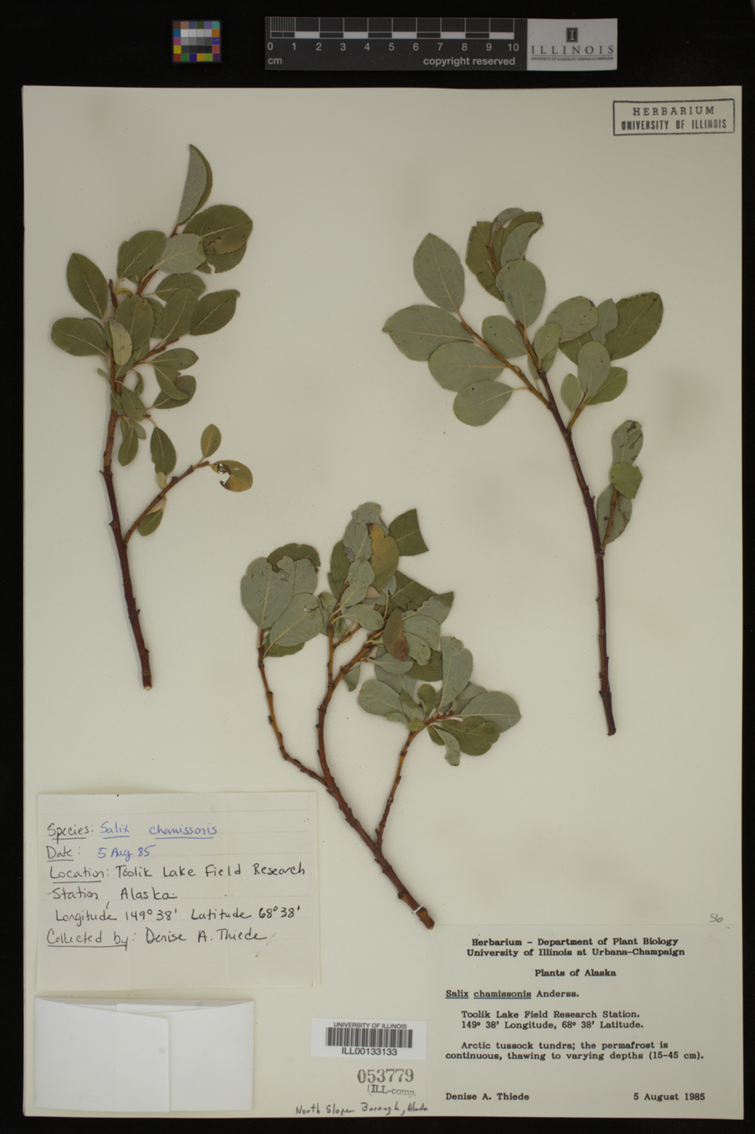 Salix chamissonis image