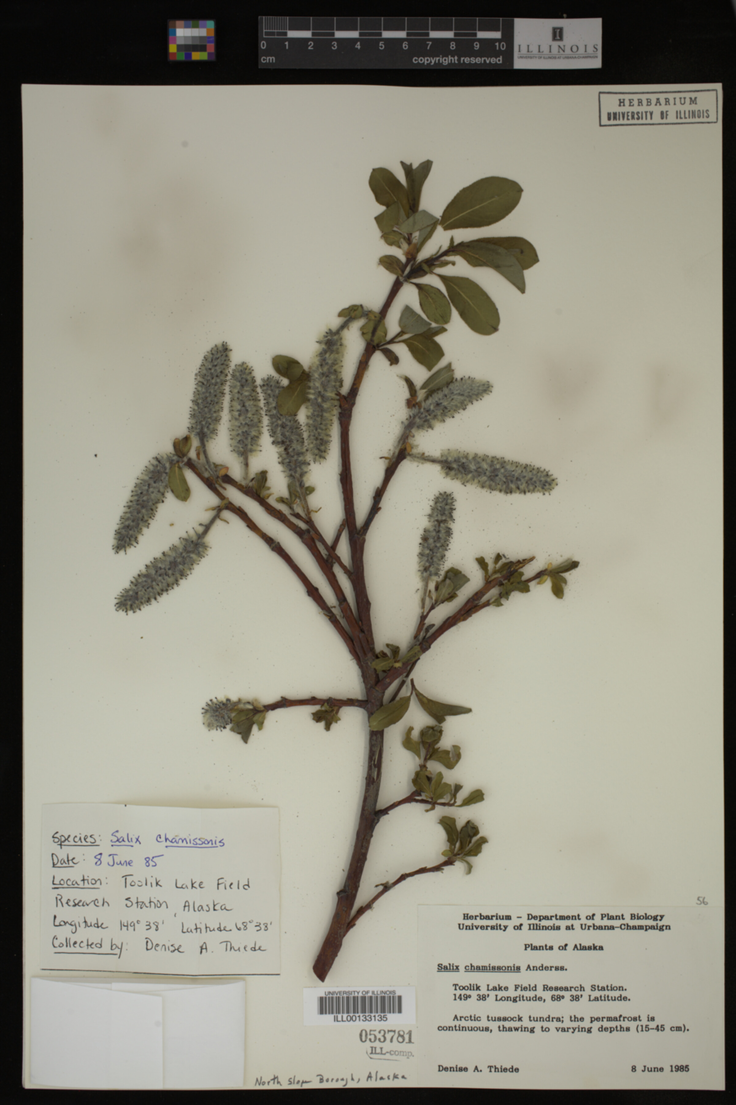 Salix chamissonis image