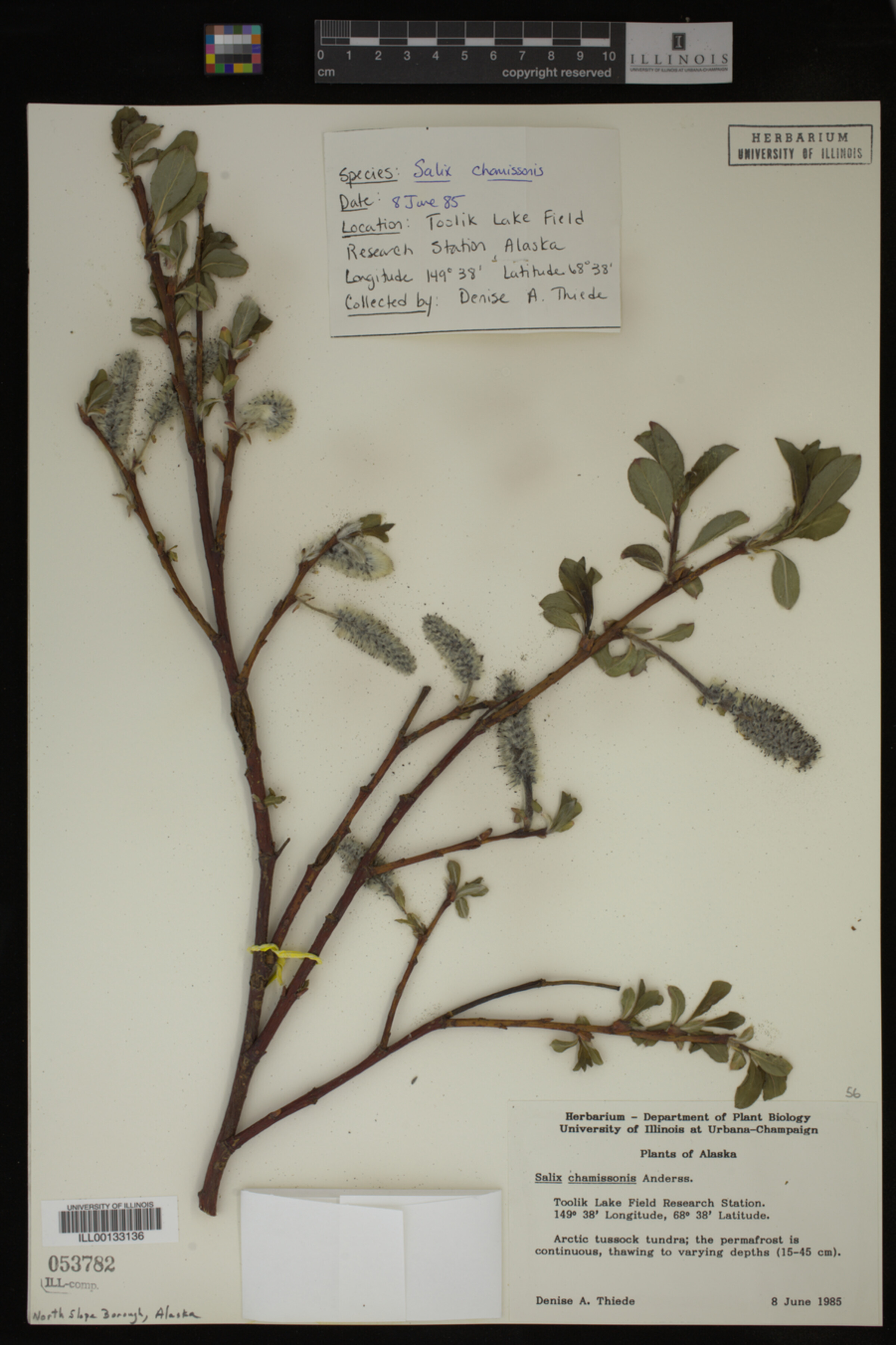 Salix chamissonis image