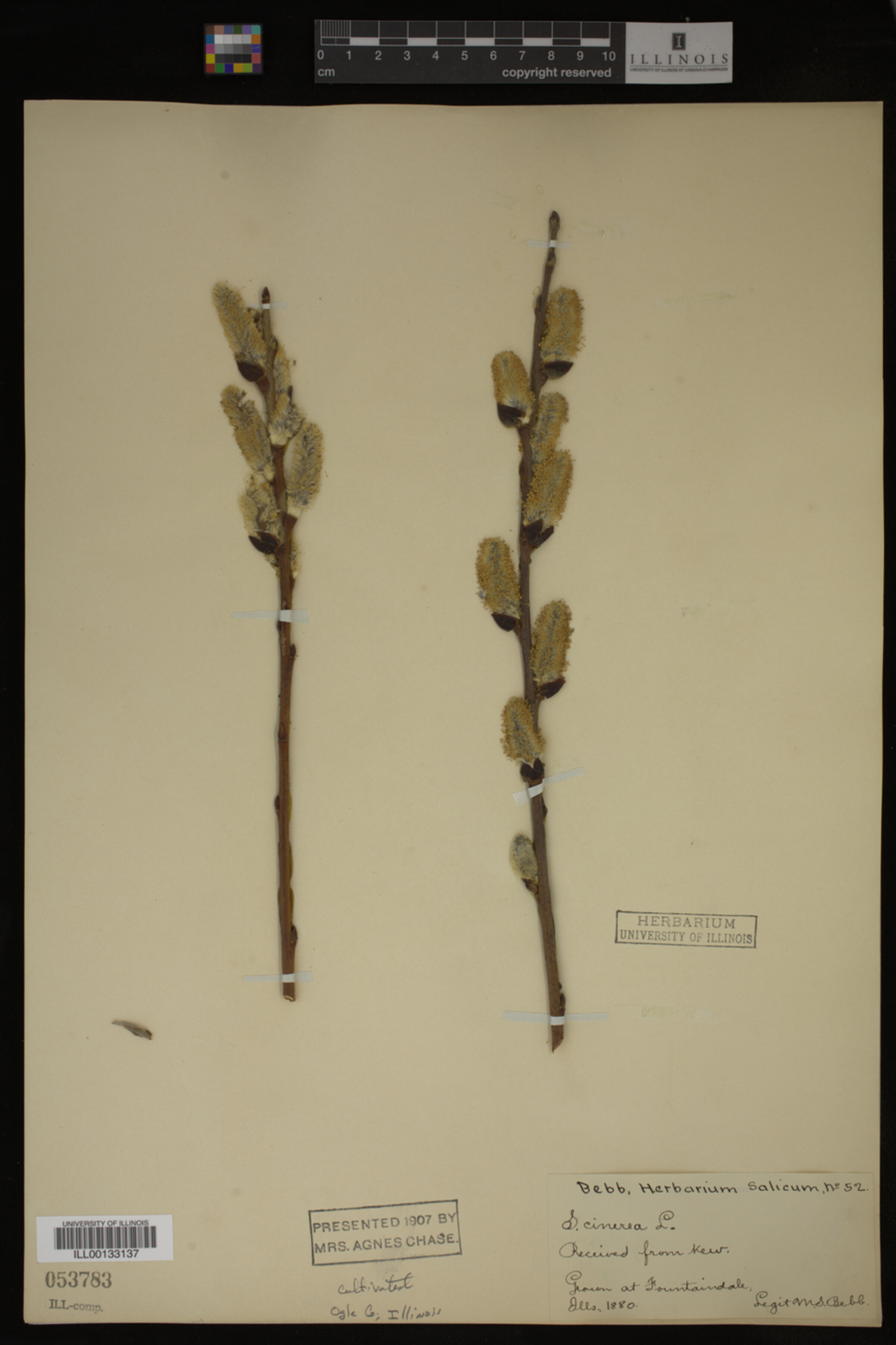 Salix cinerea image