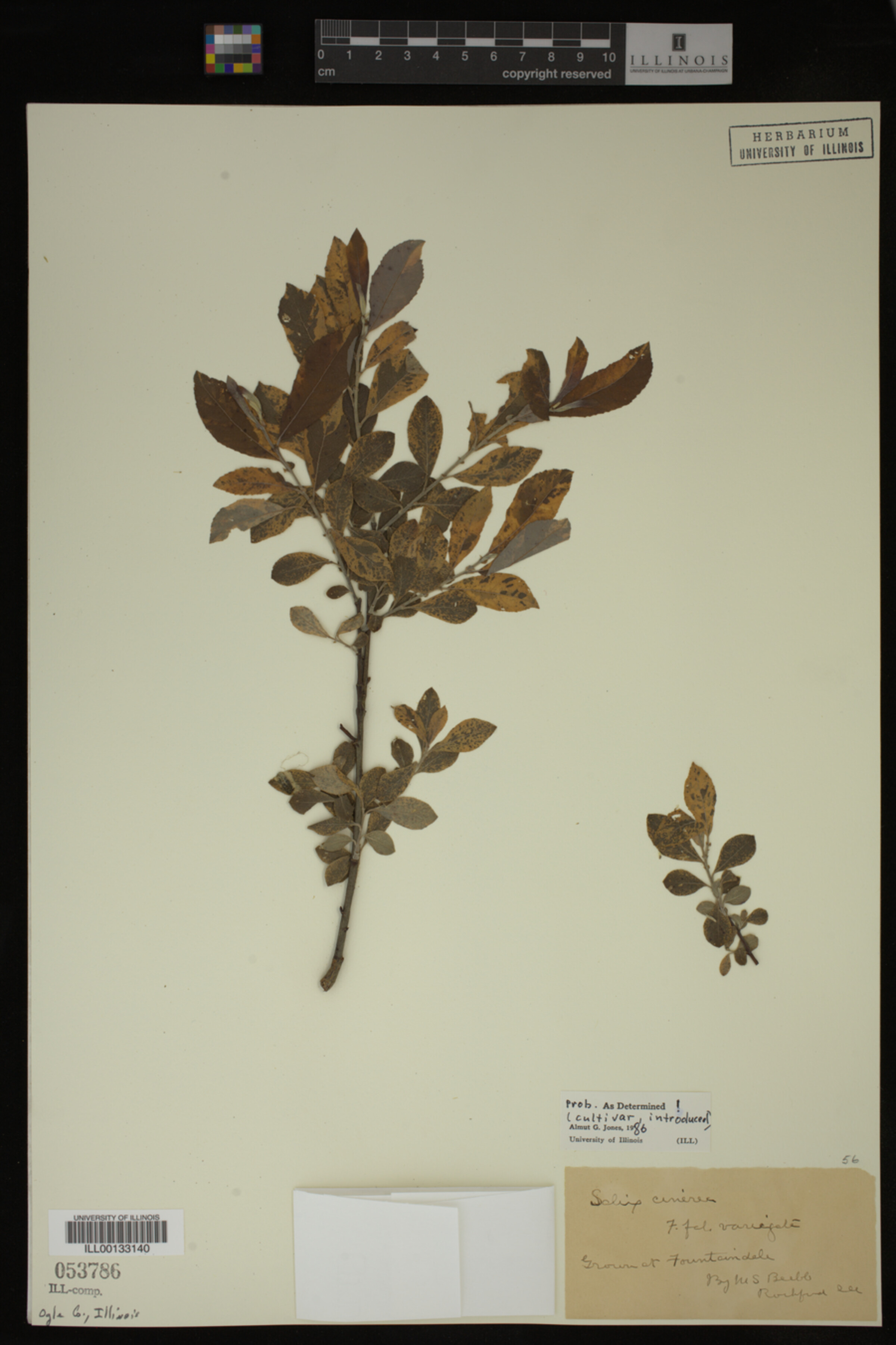 Salix cinerea image