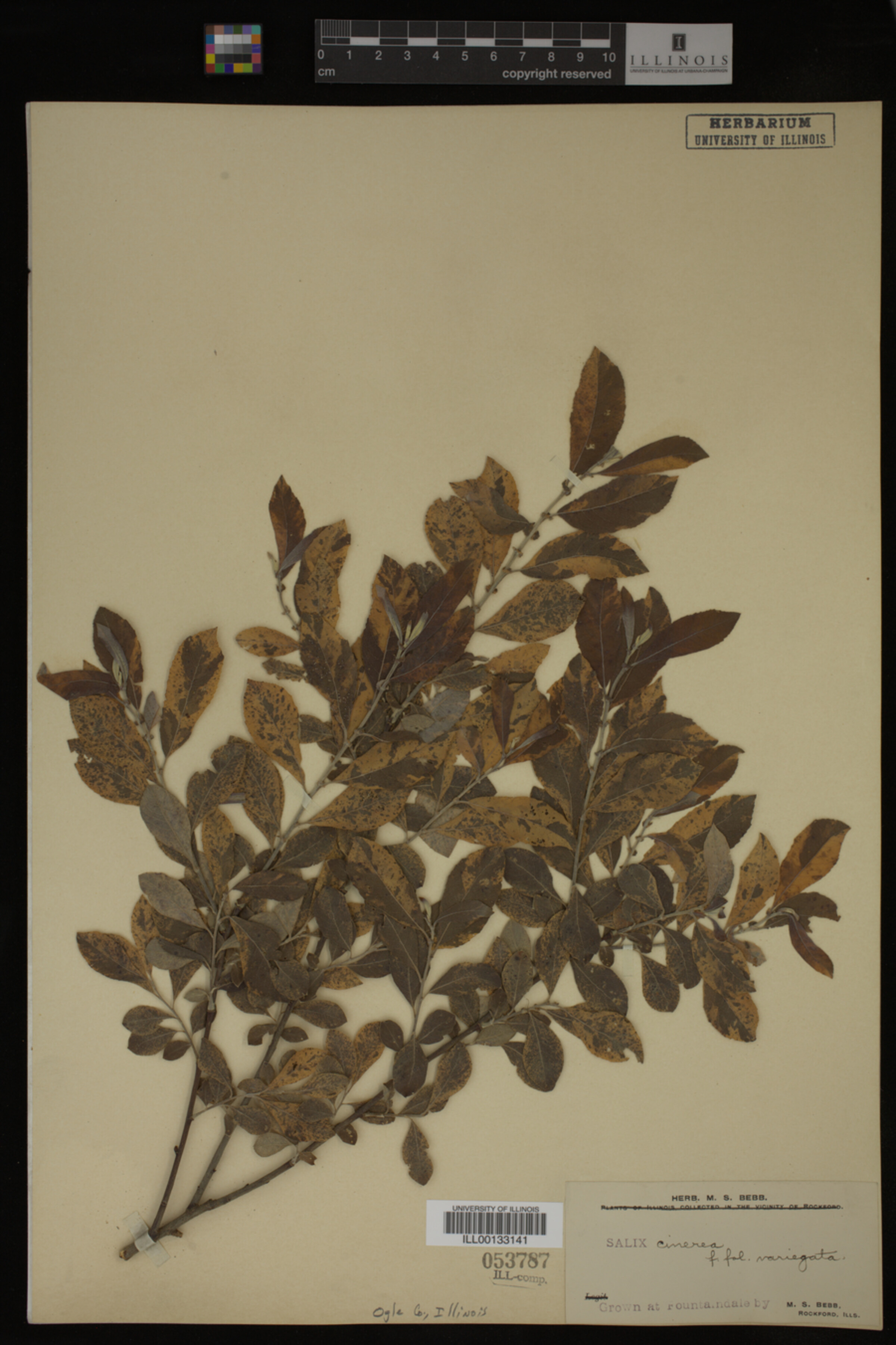Salix cinerea image
