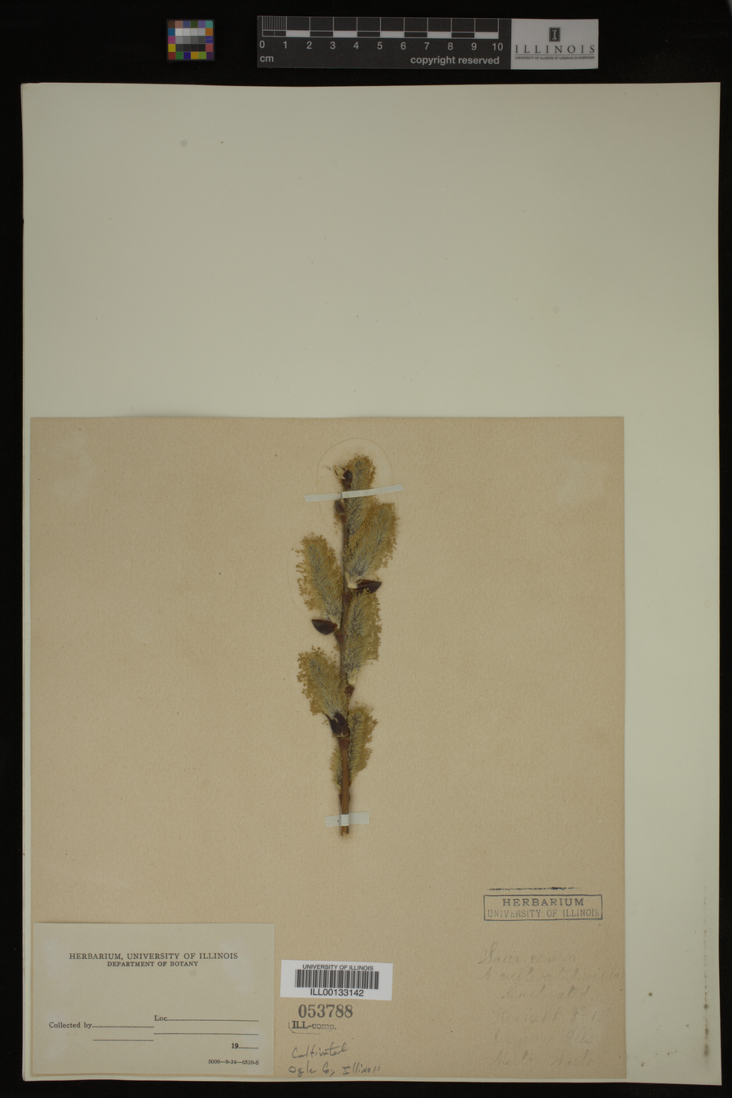 Salix cinerea image