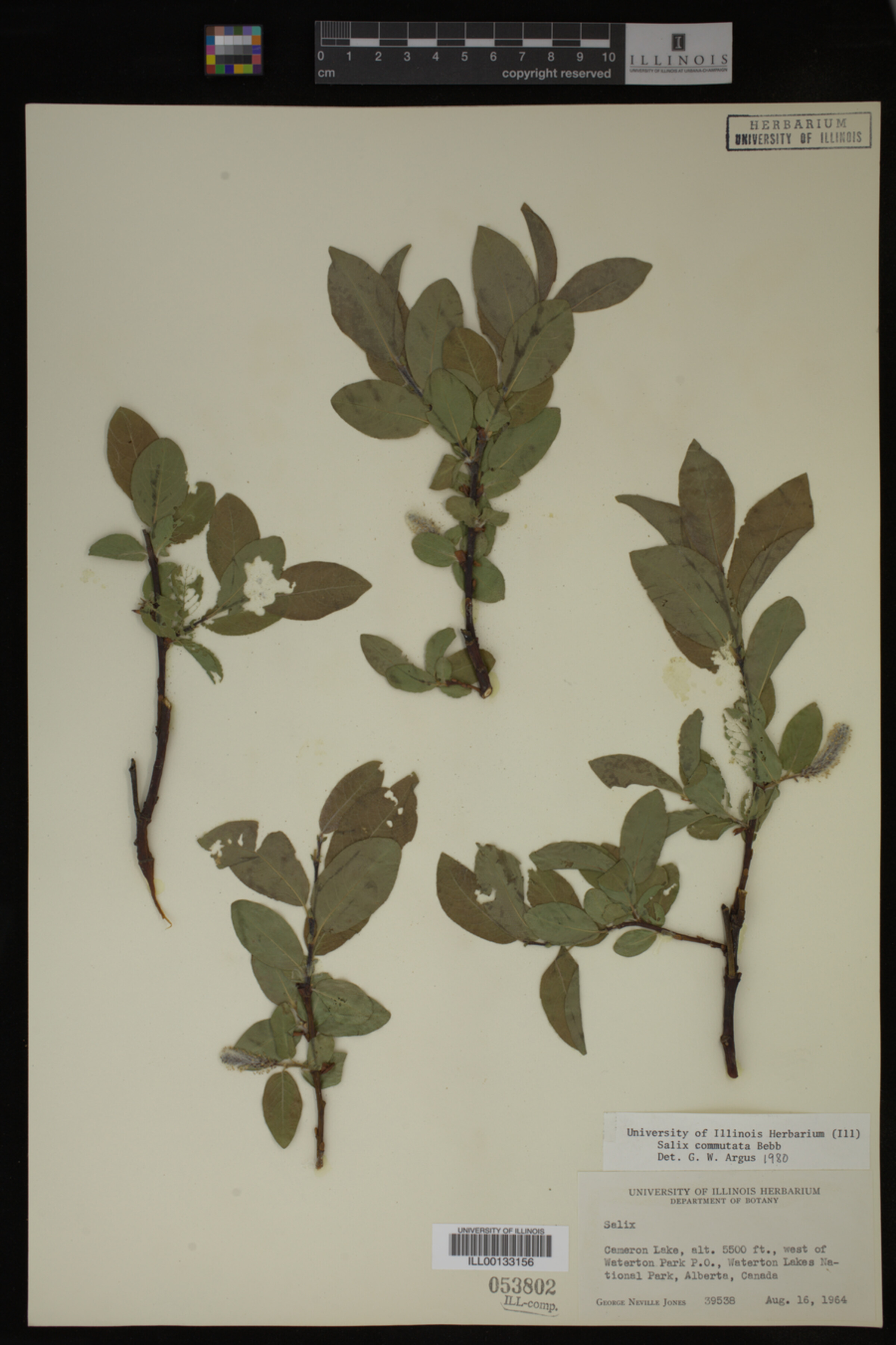 Salix commutata image