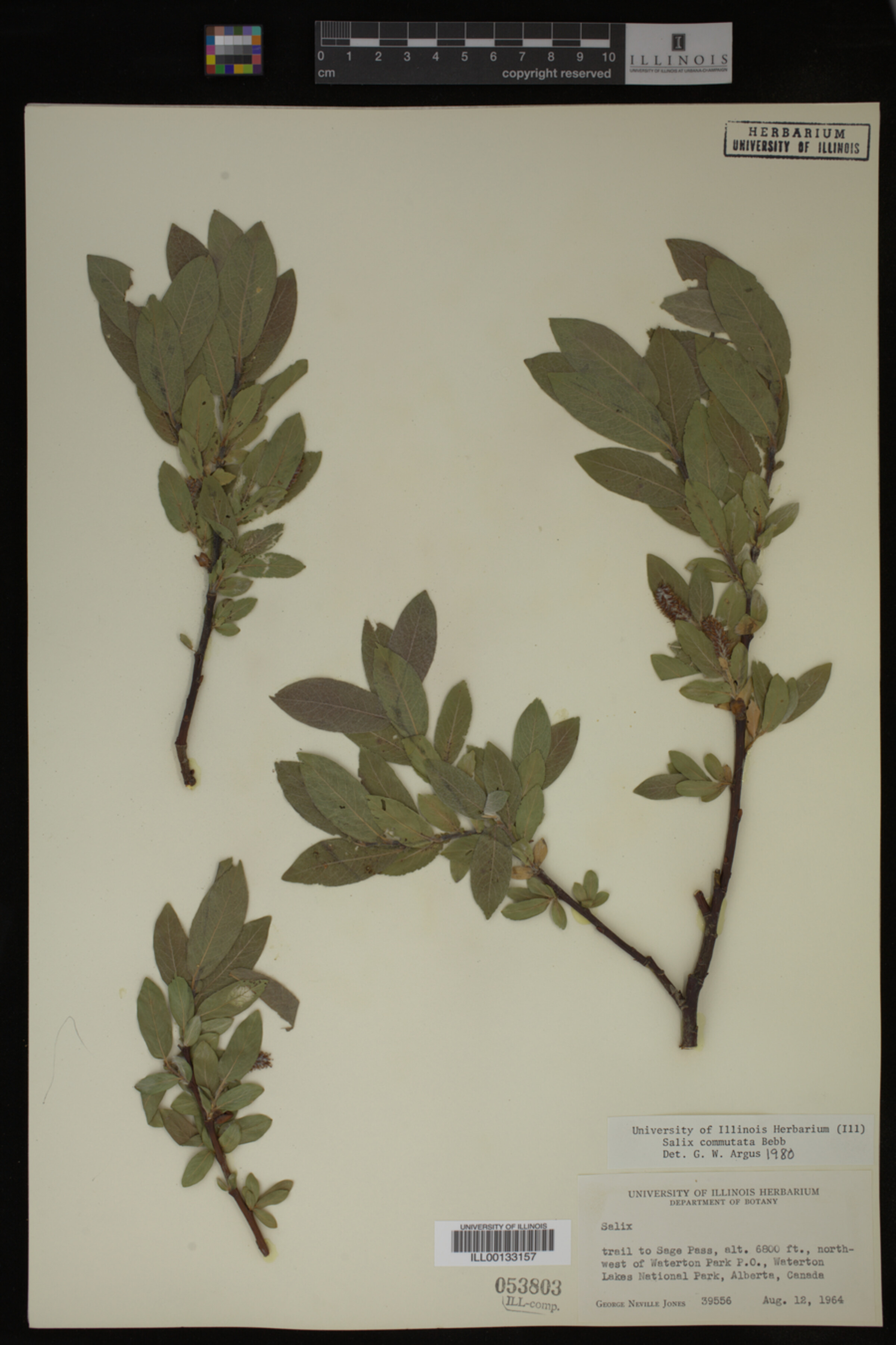 Salix commutata image