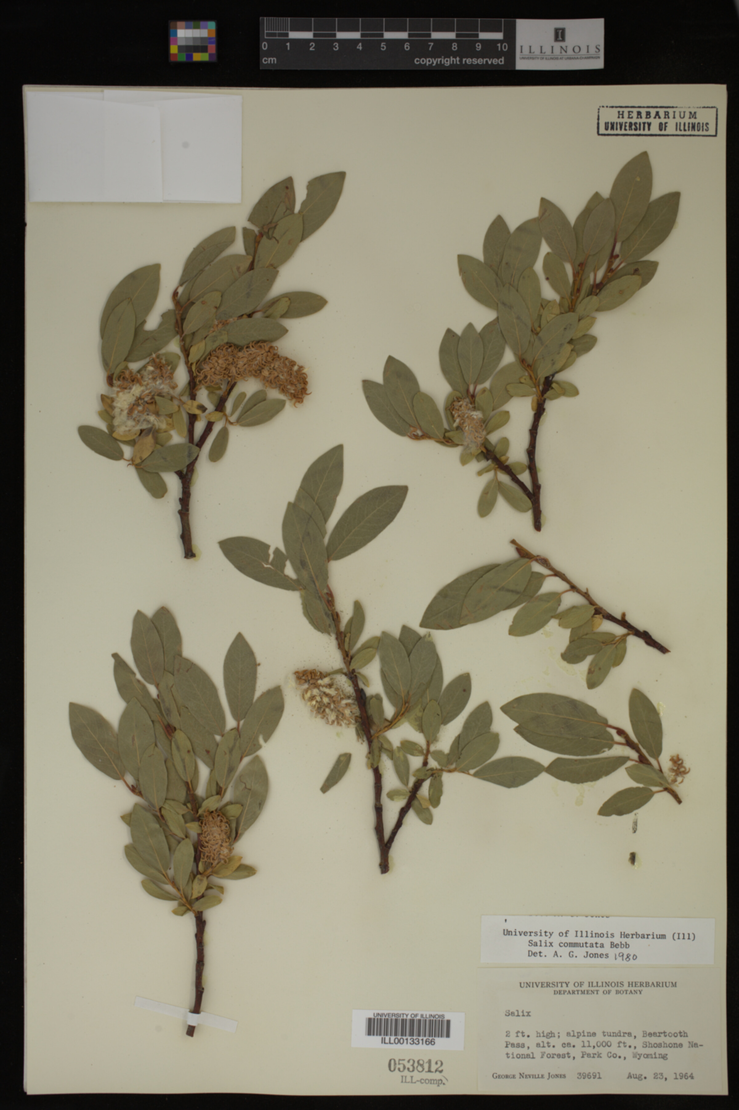 Salix commutata image
