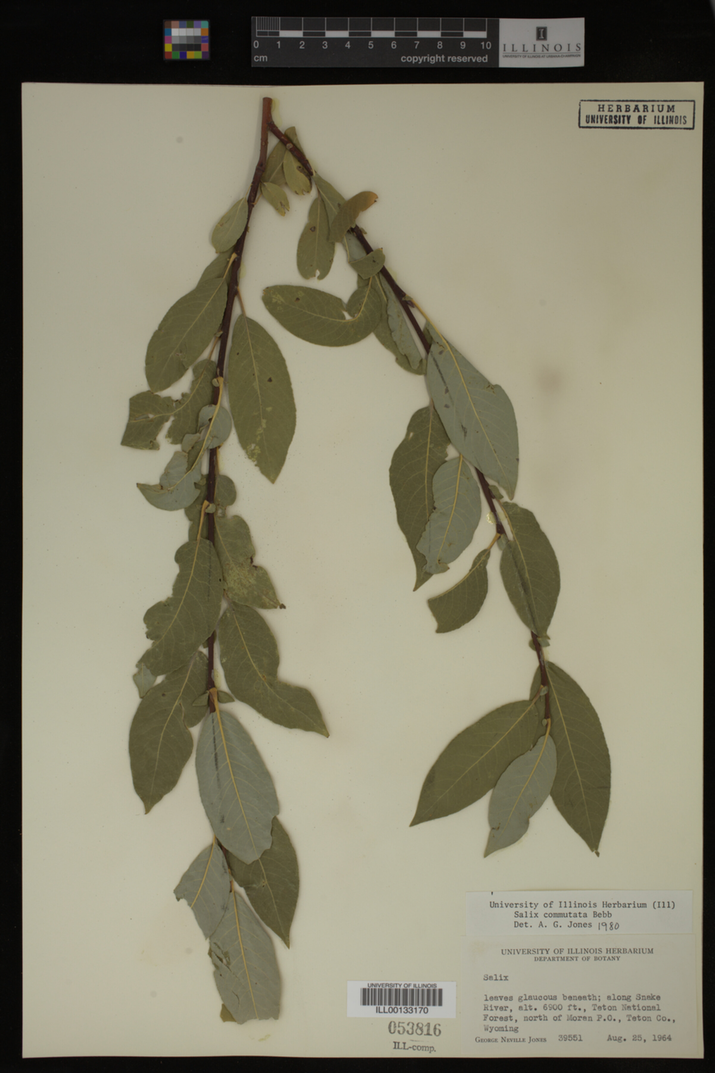 Salix commutata image