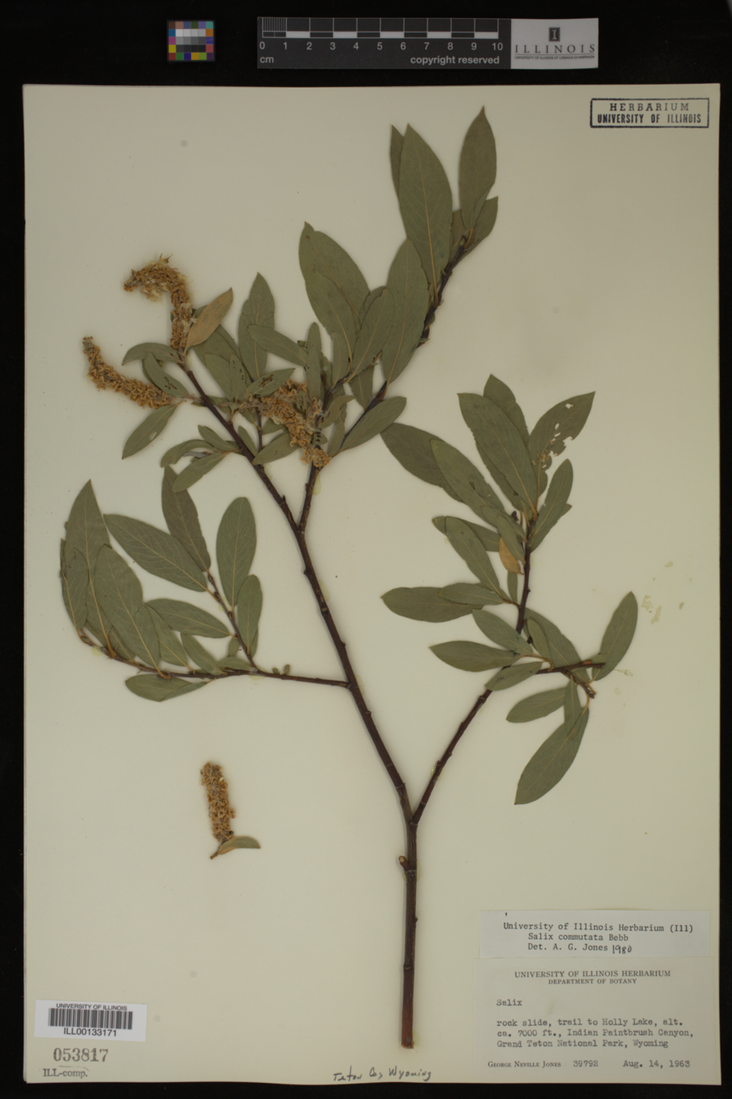 Salix commutata image