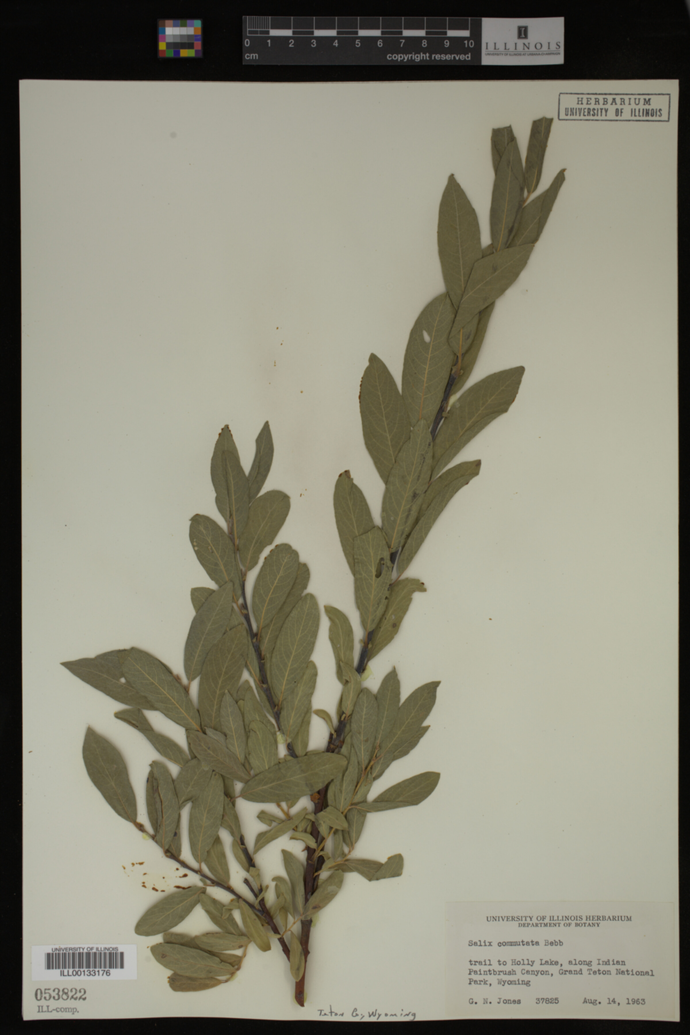 Salix commutata image