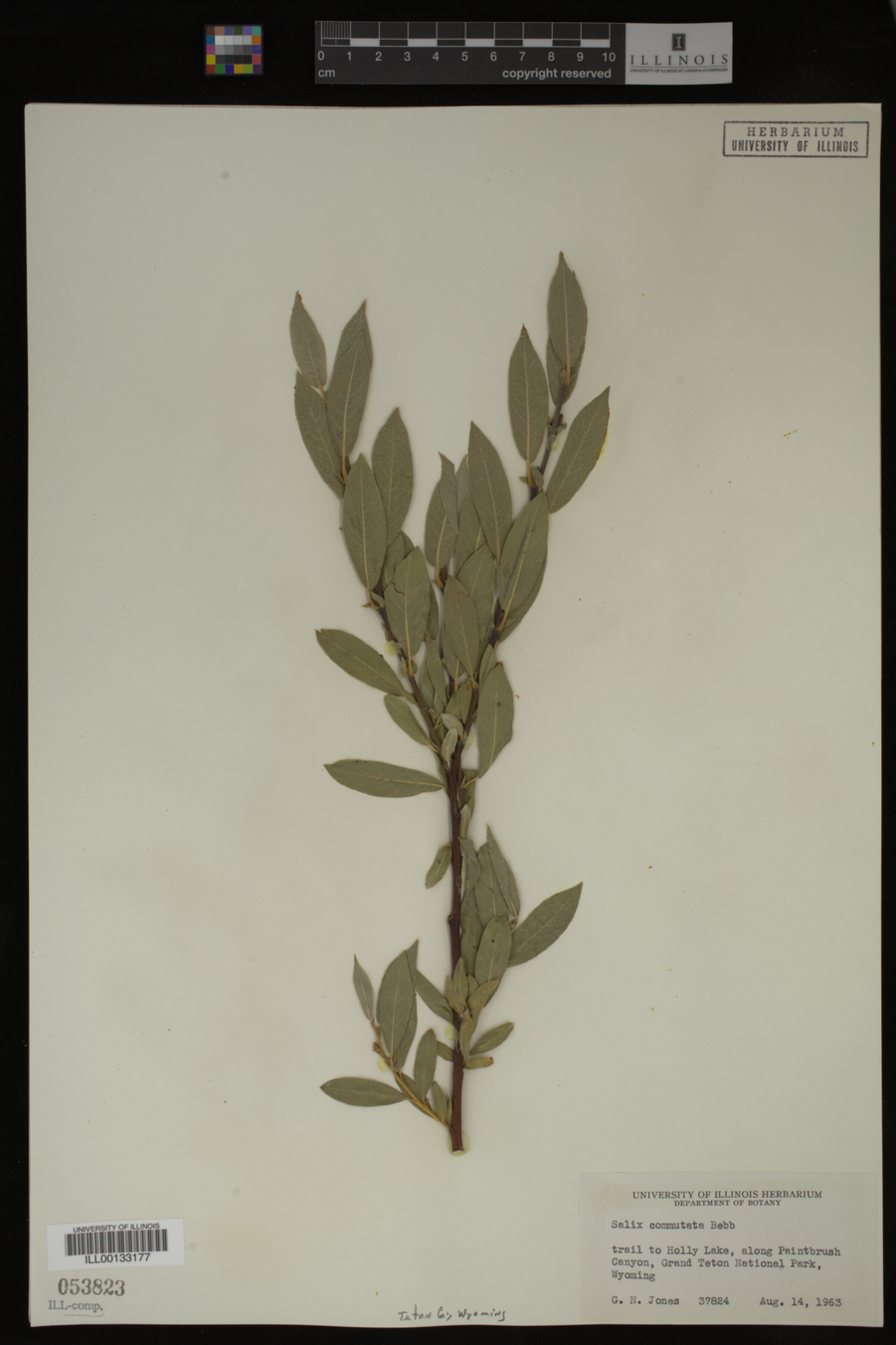 Salix commutata image