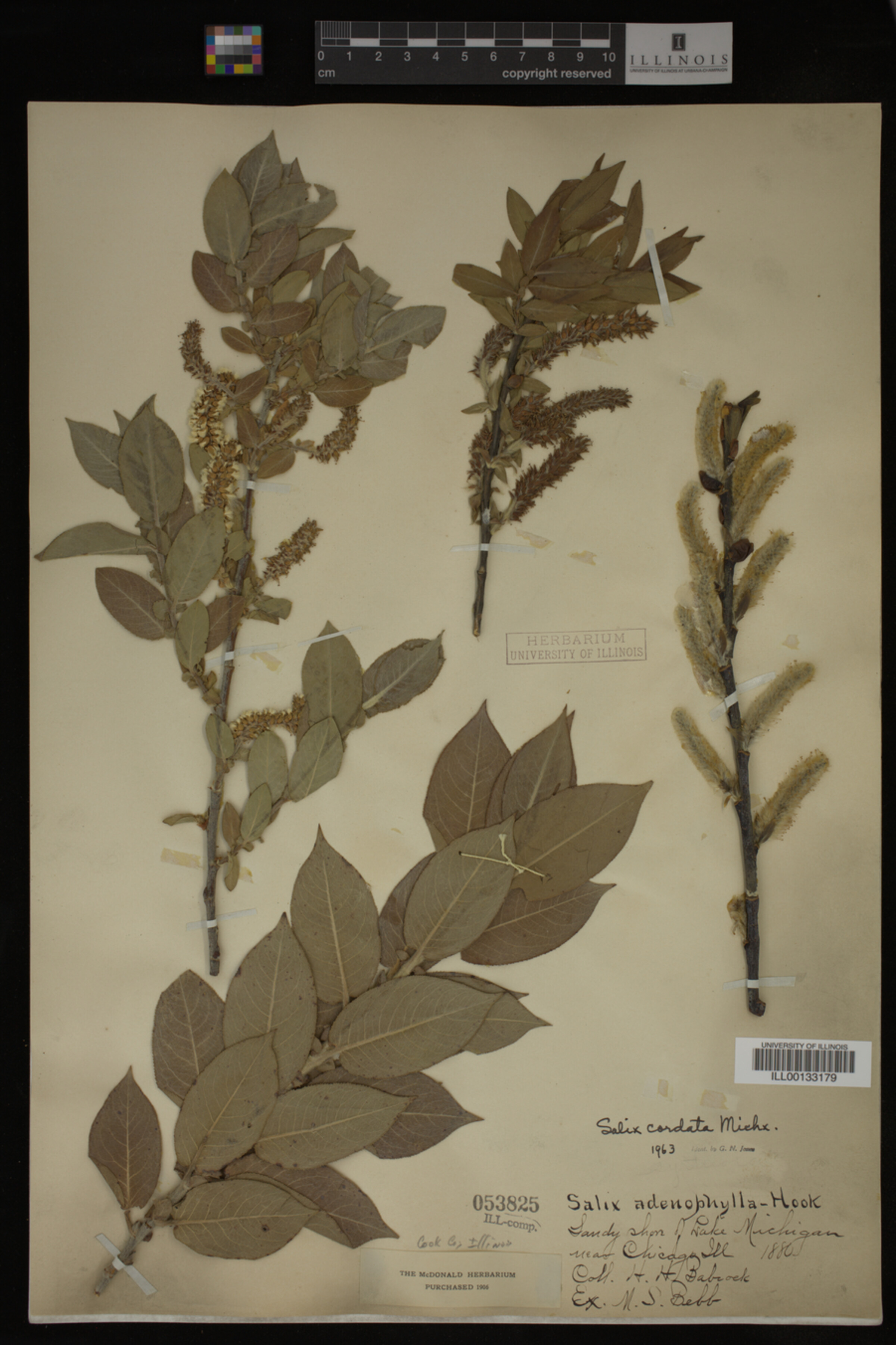 Salix cordata image