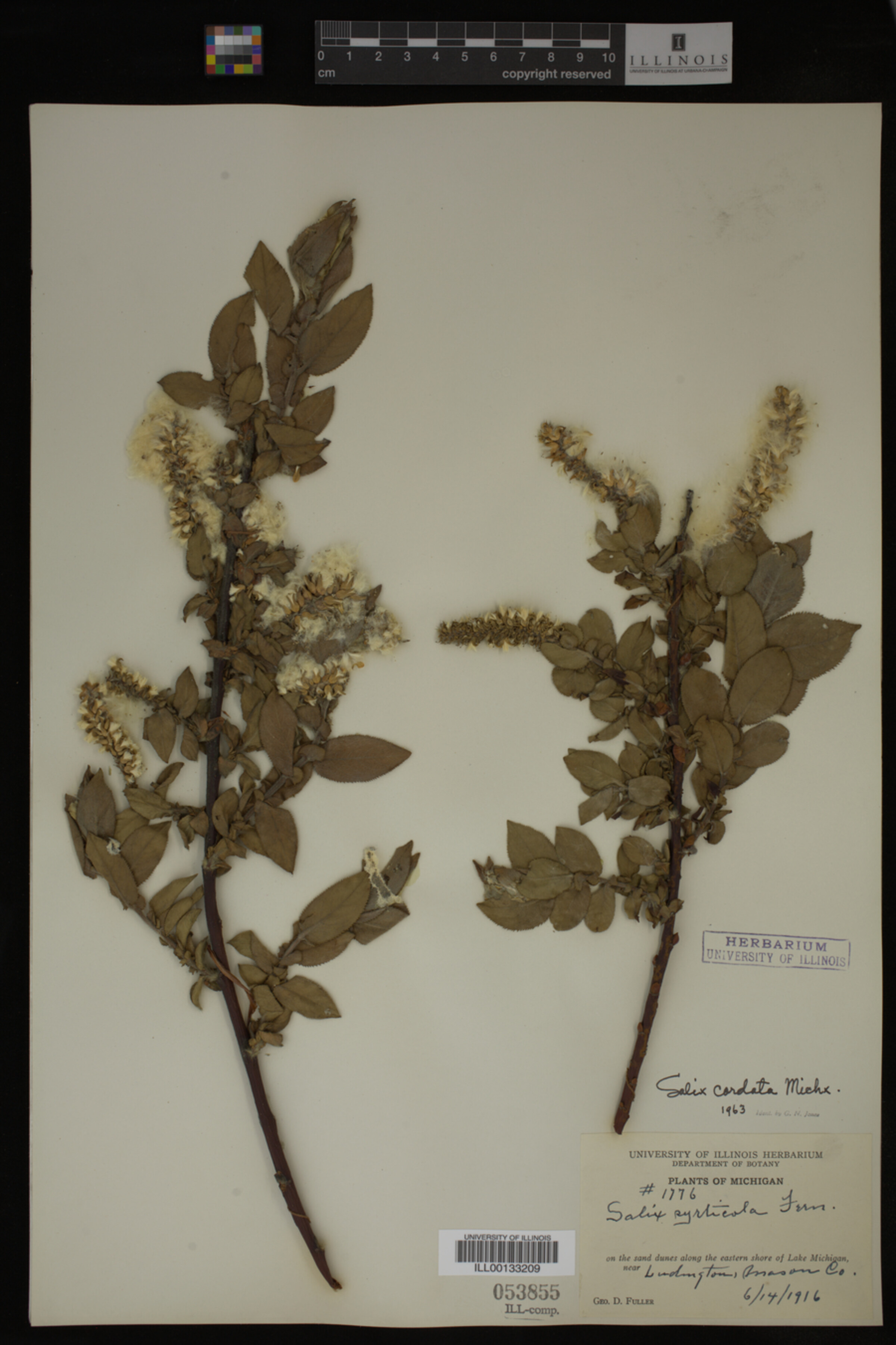 Salix cordata image