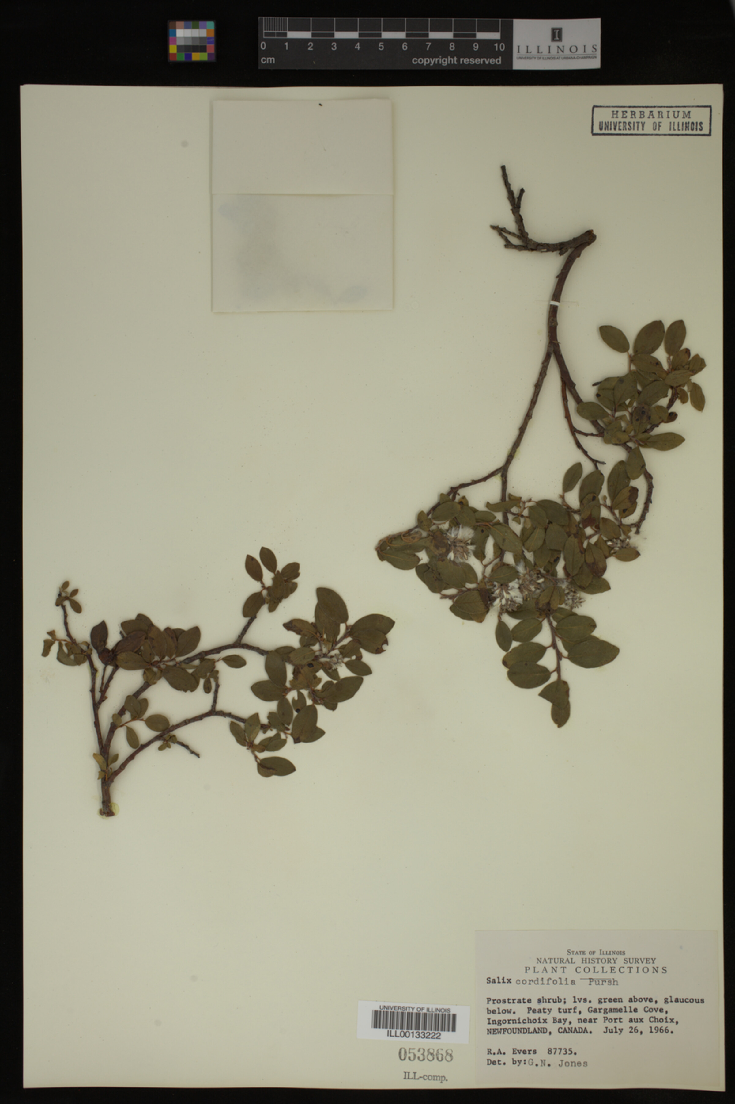 Salix cordifolia image