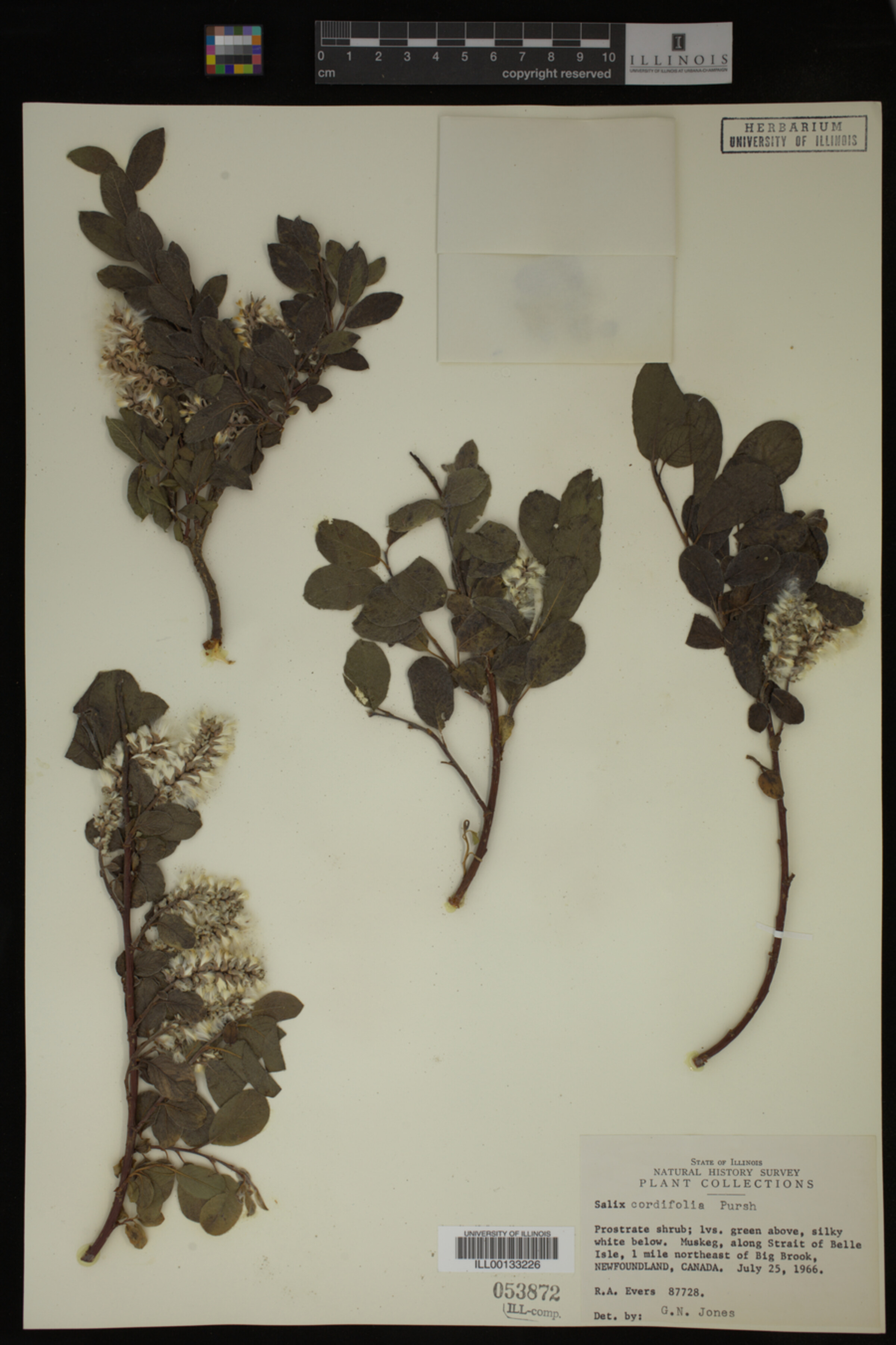Salix cordifolia image