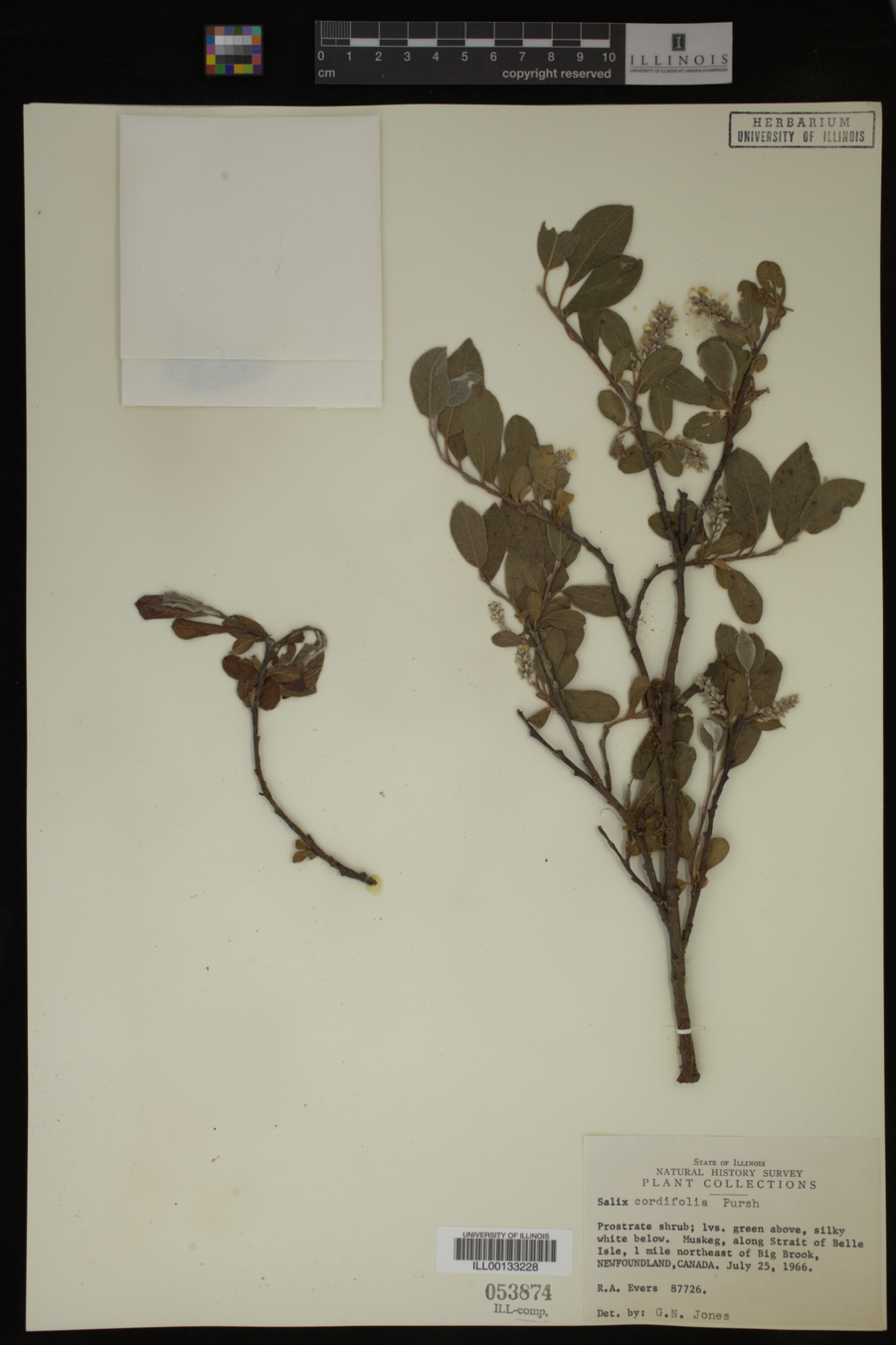 Salix cordifolia image