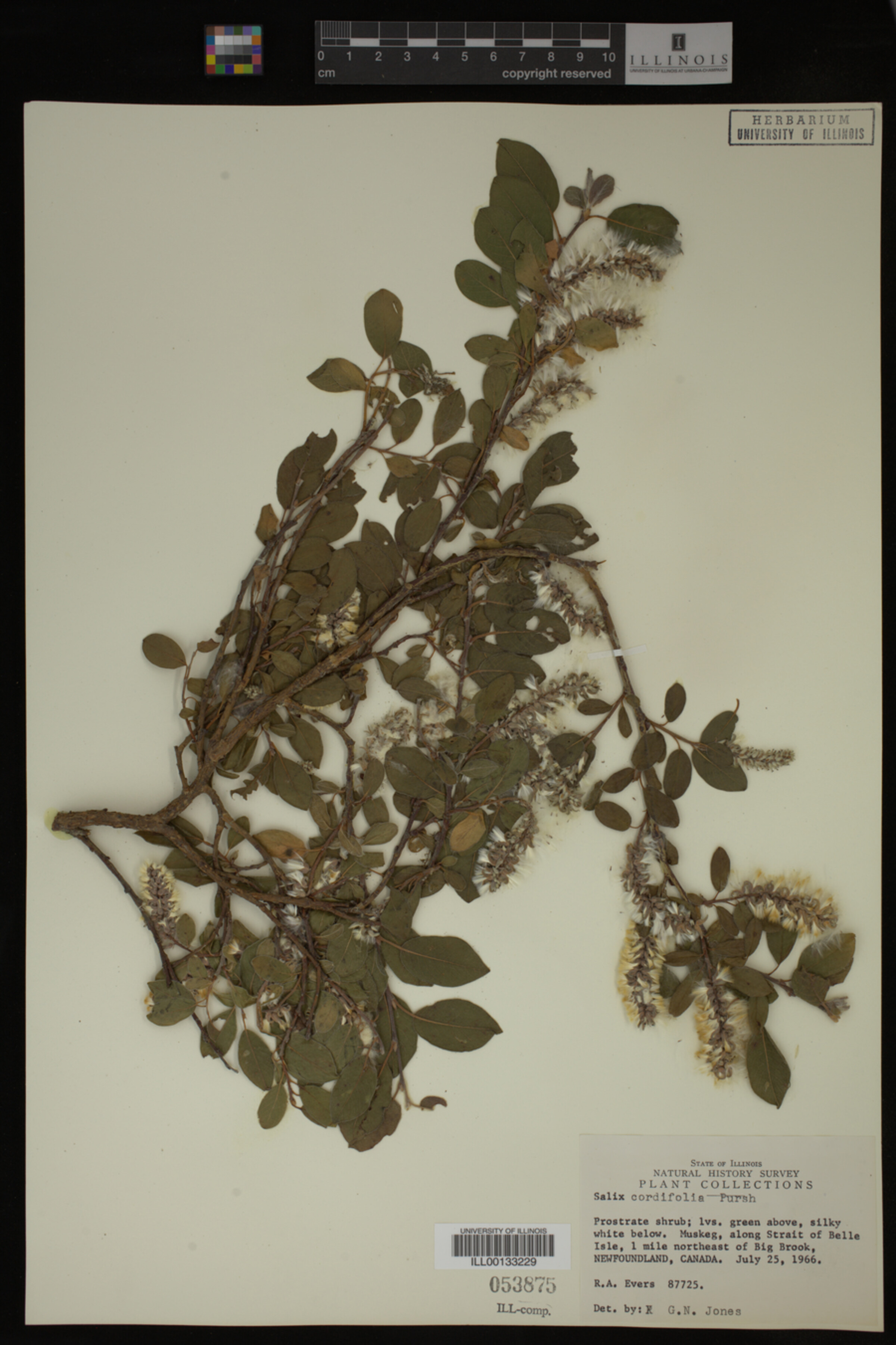 Salix cordifolia image