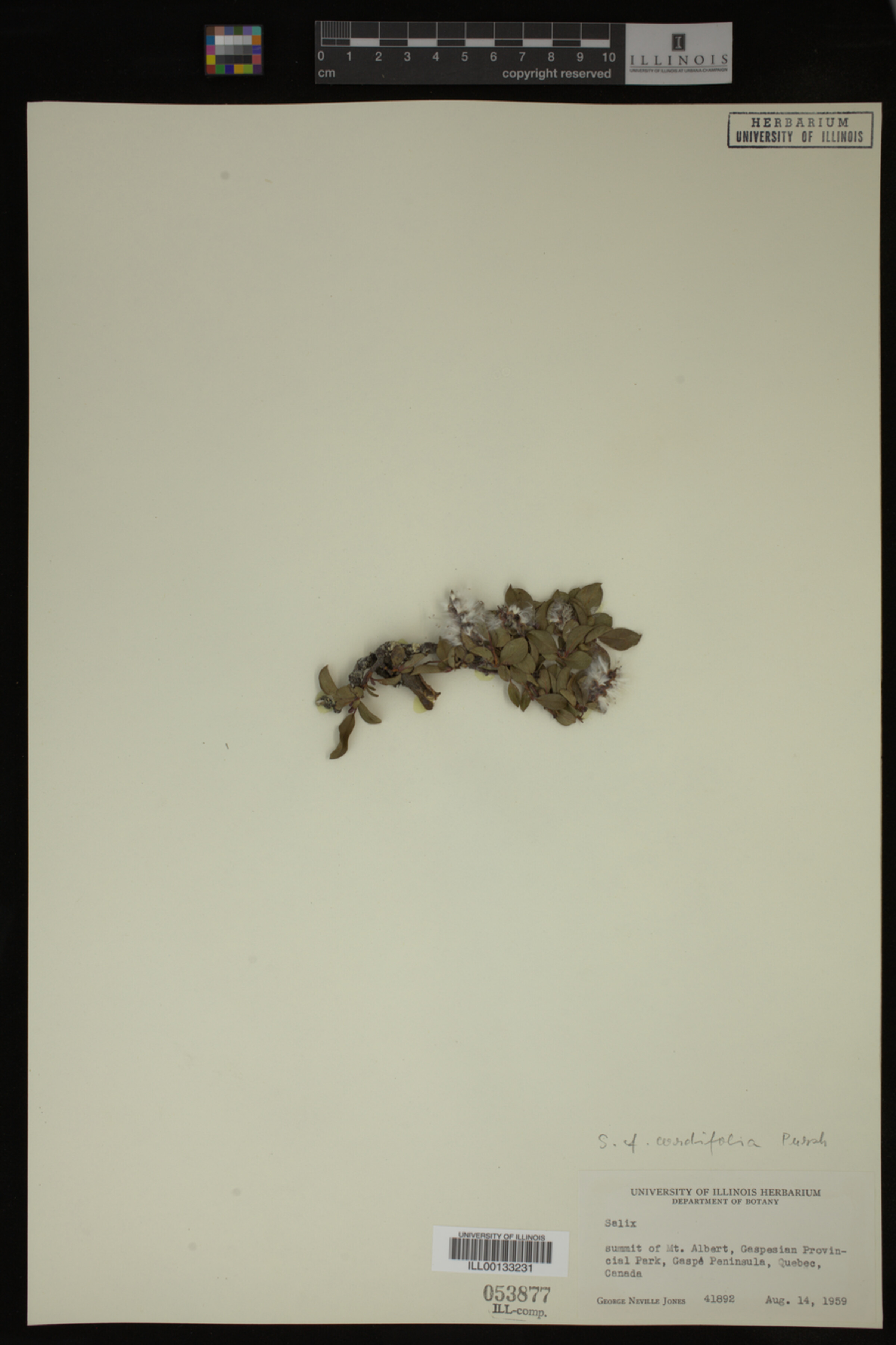 Salix cordifolia image
