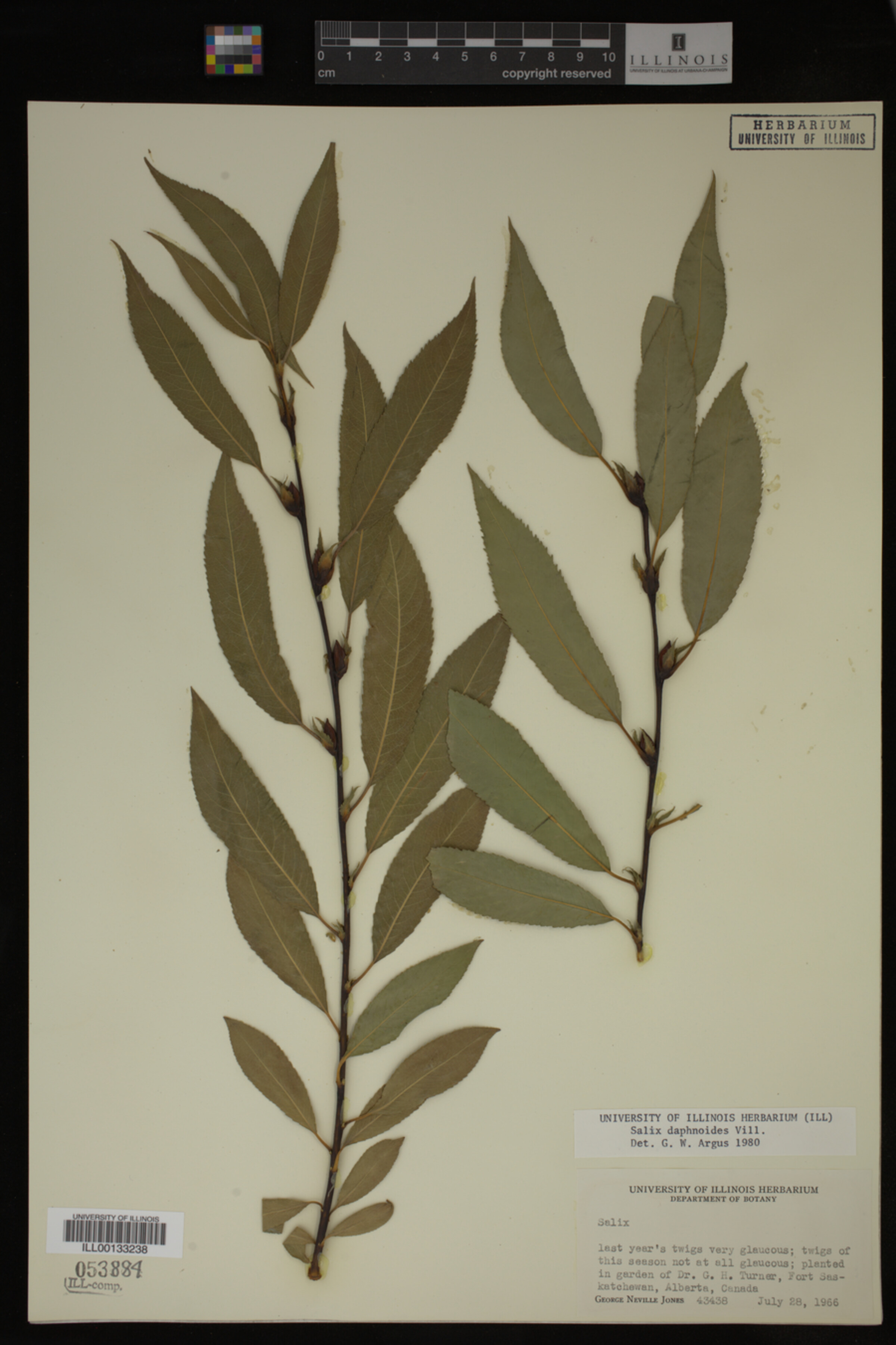 Salix daphnoides image