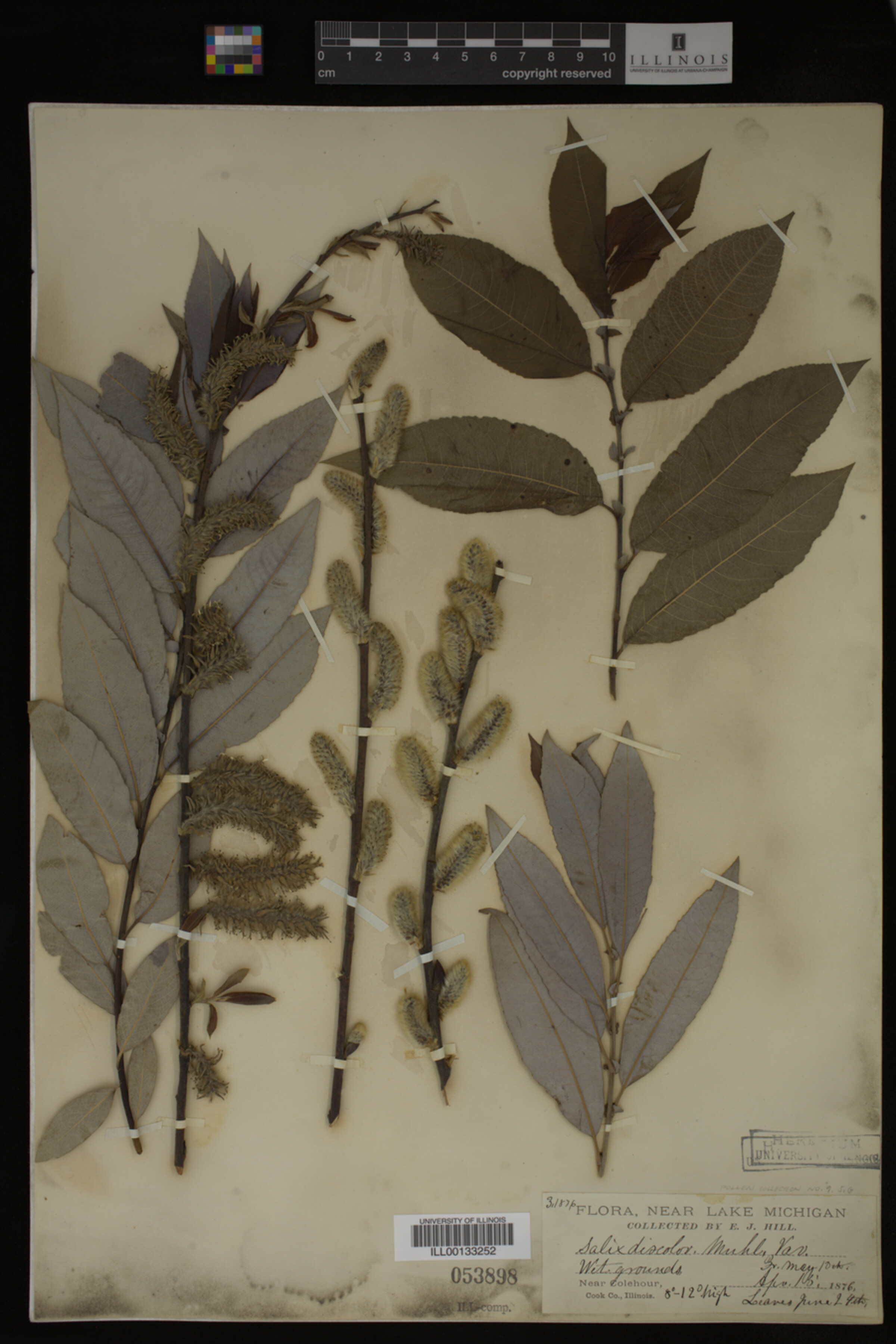 Salix discolor image