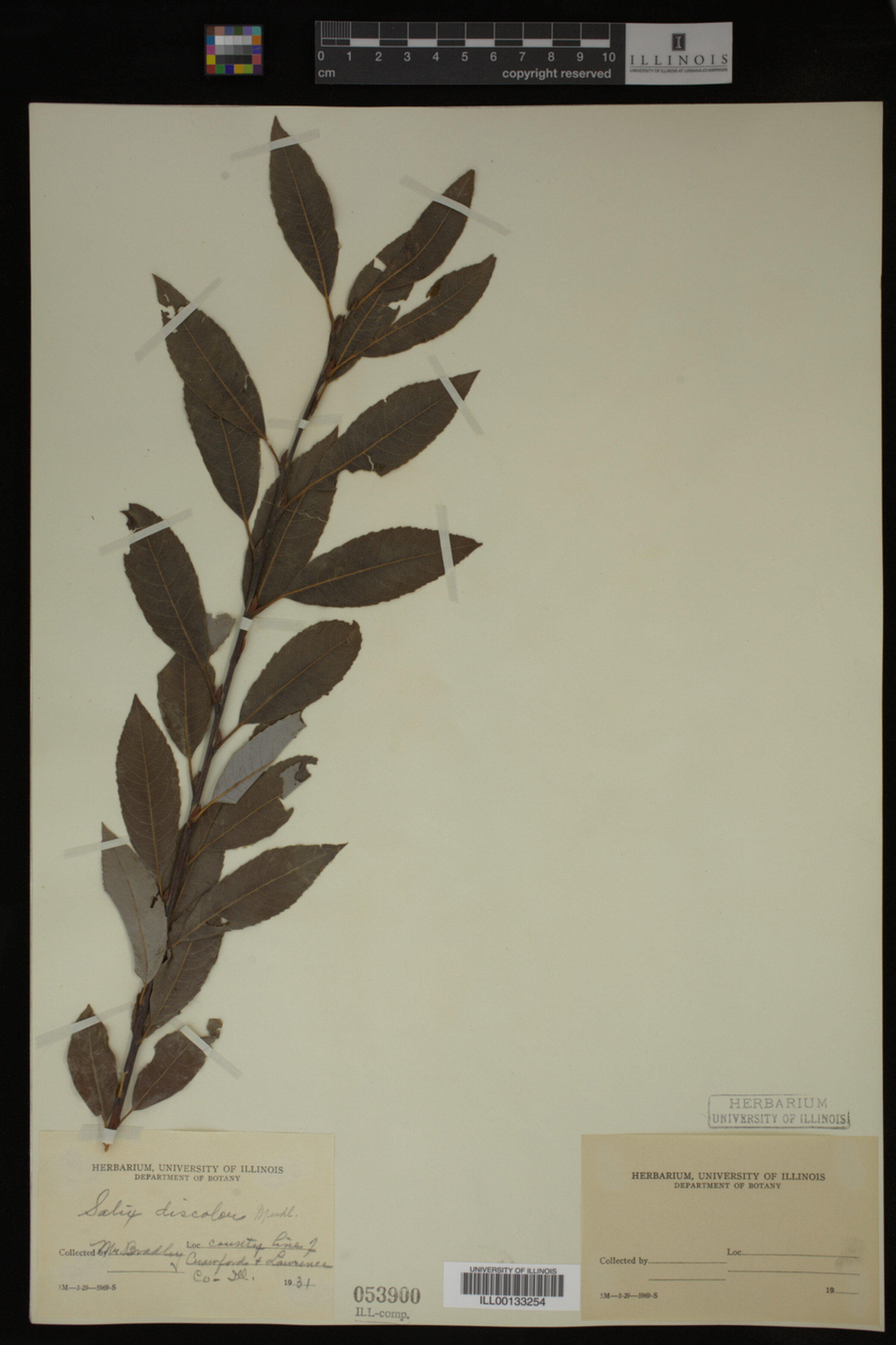 Salix discolor image