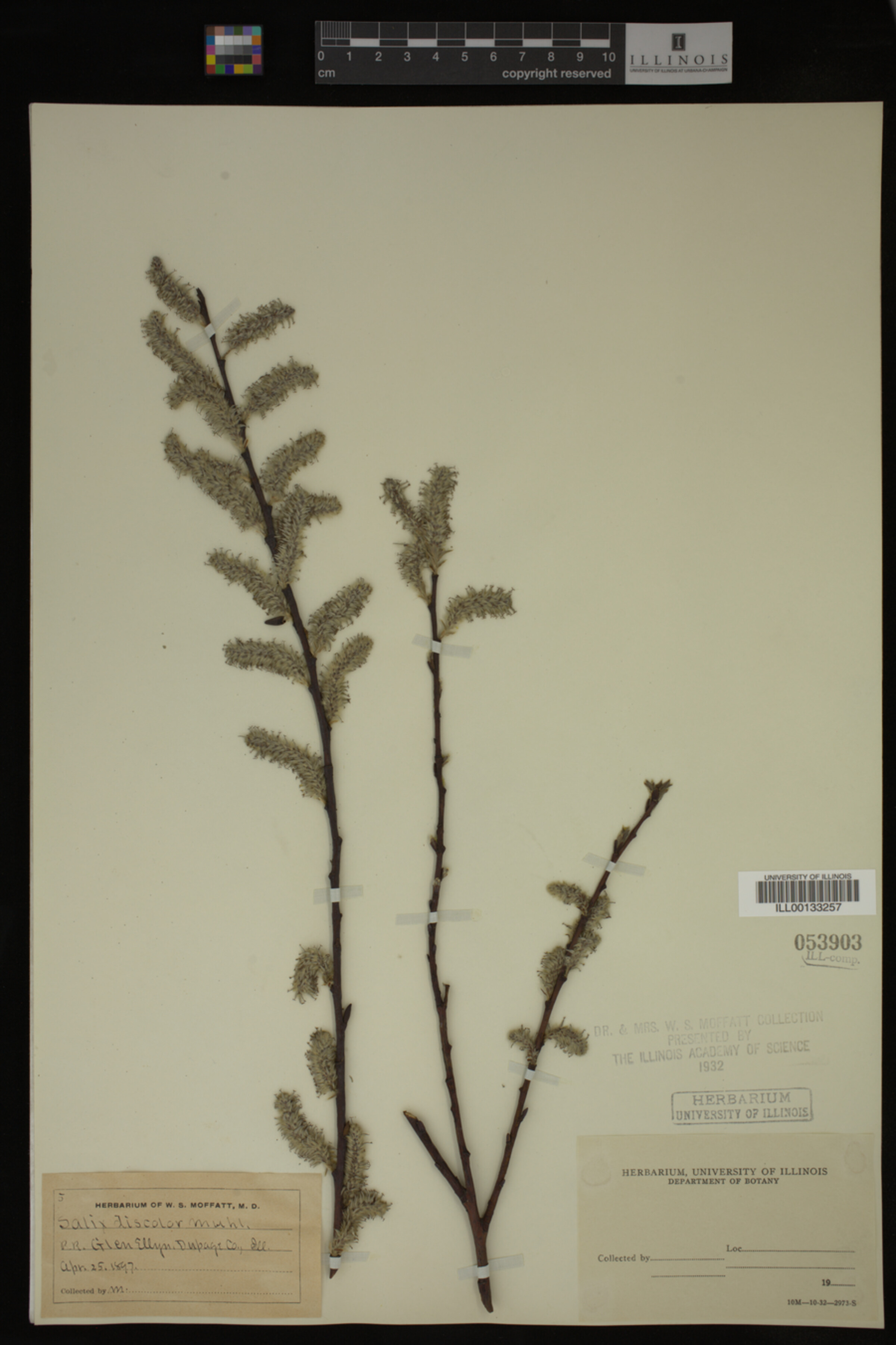 Salix discolor image