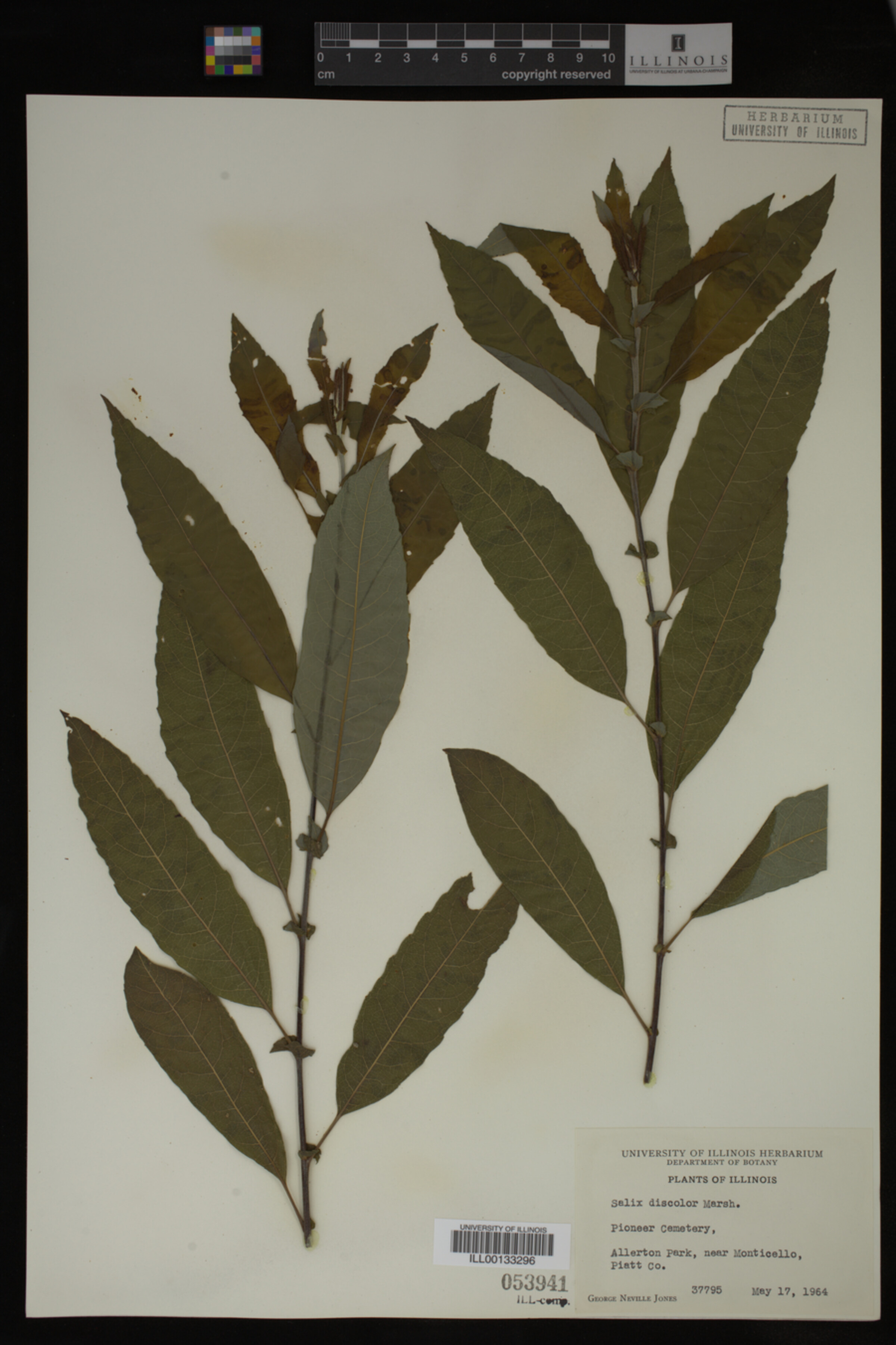 Salix discolor image