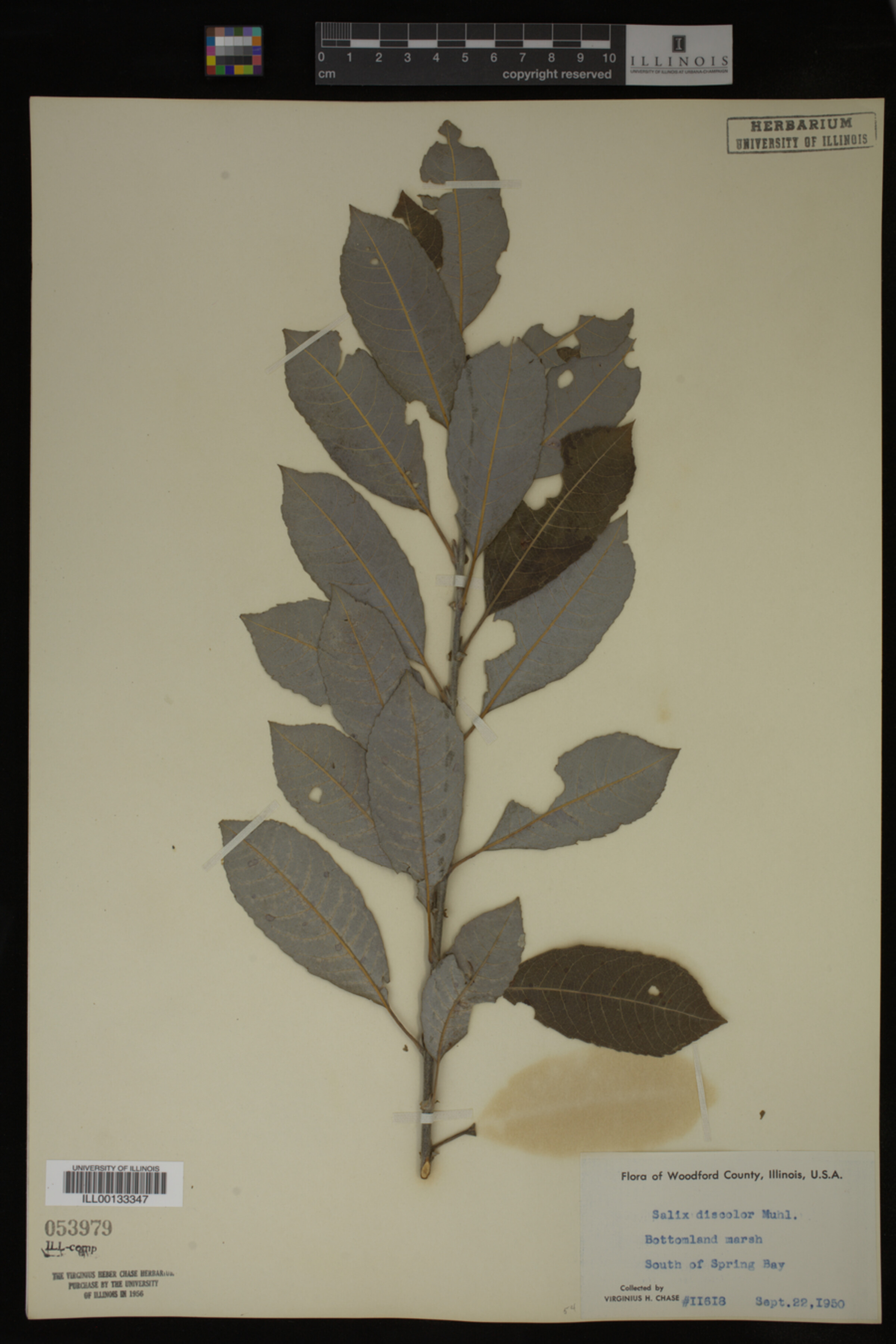 Salix discolor image