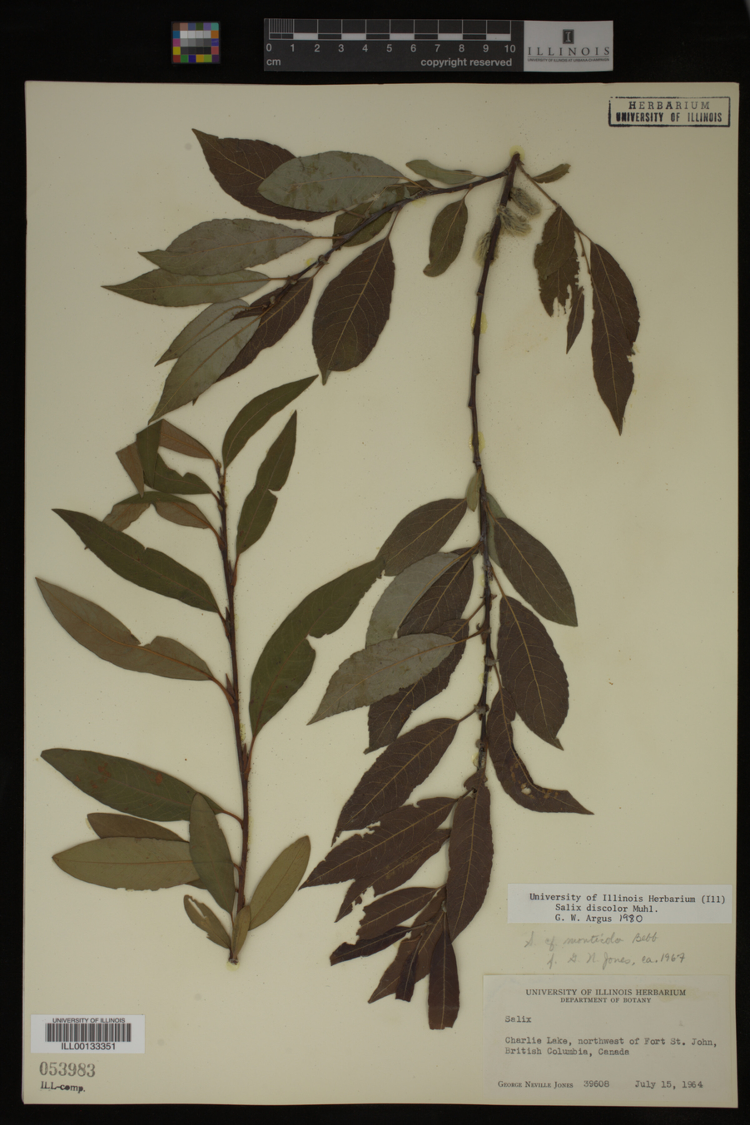 Salix discolor image