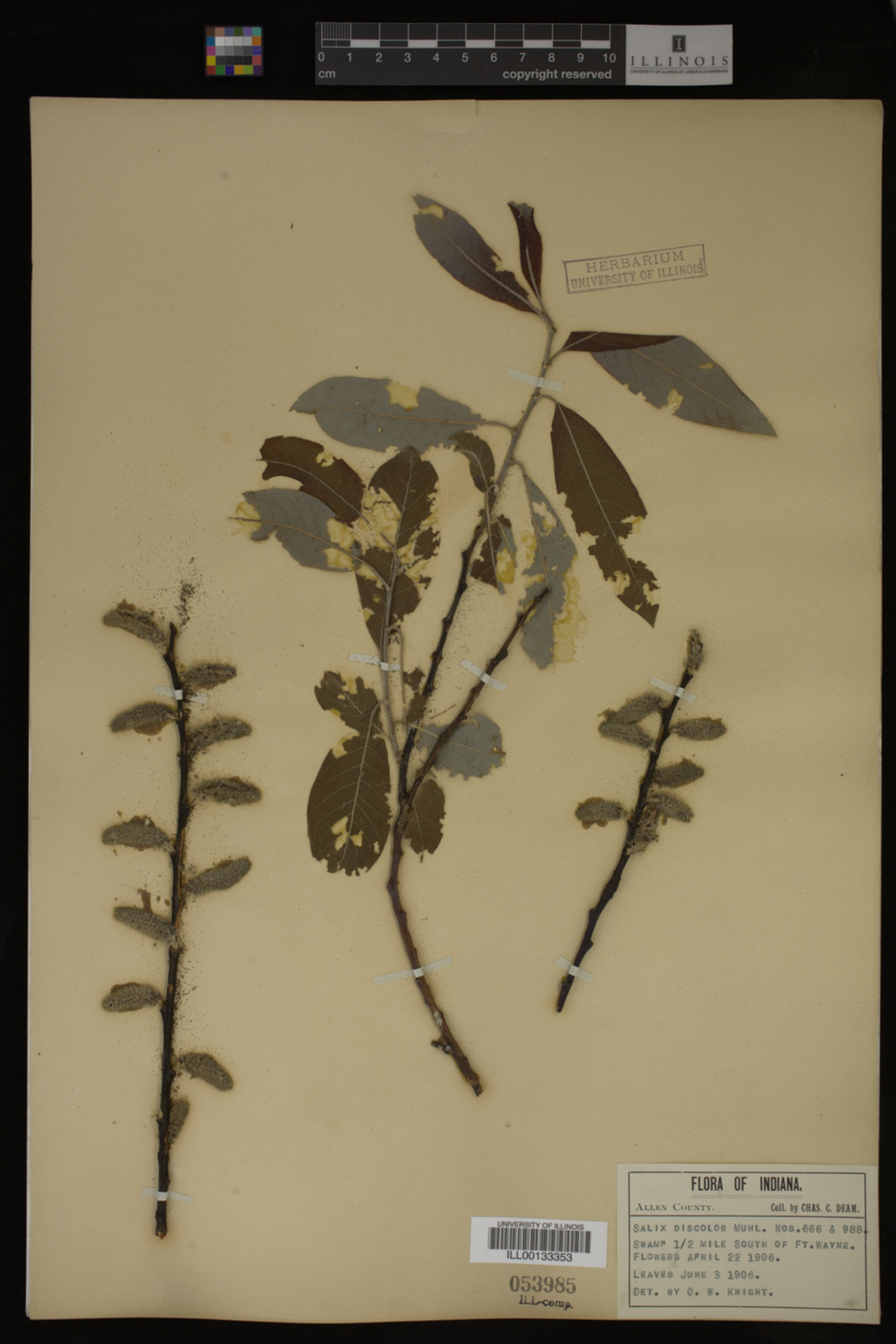 Salix discolor image