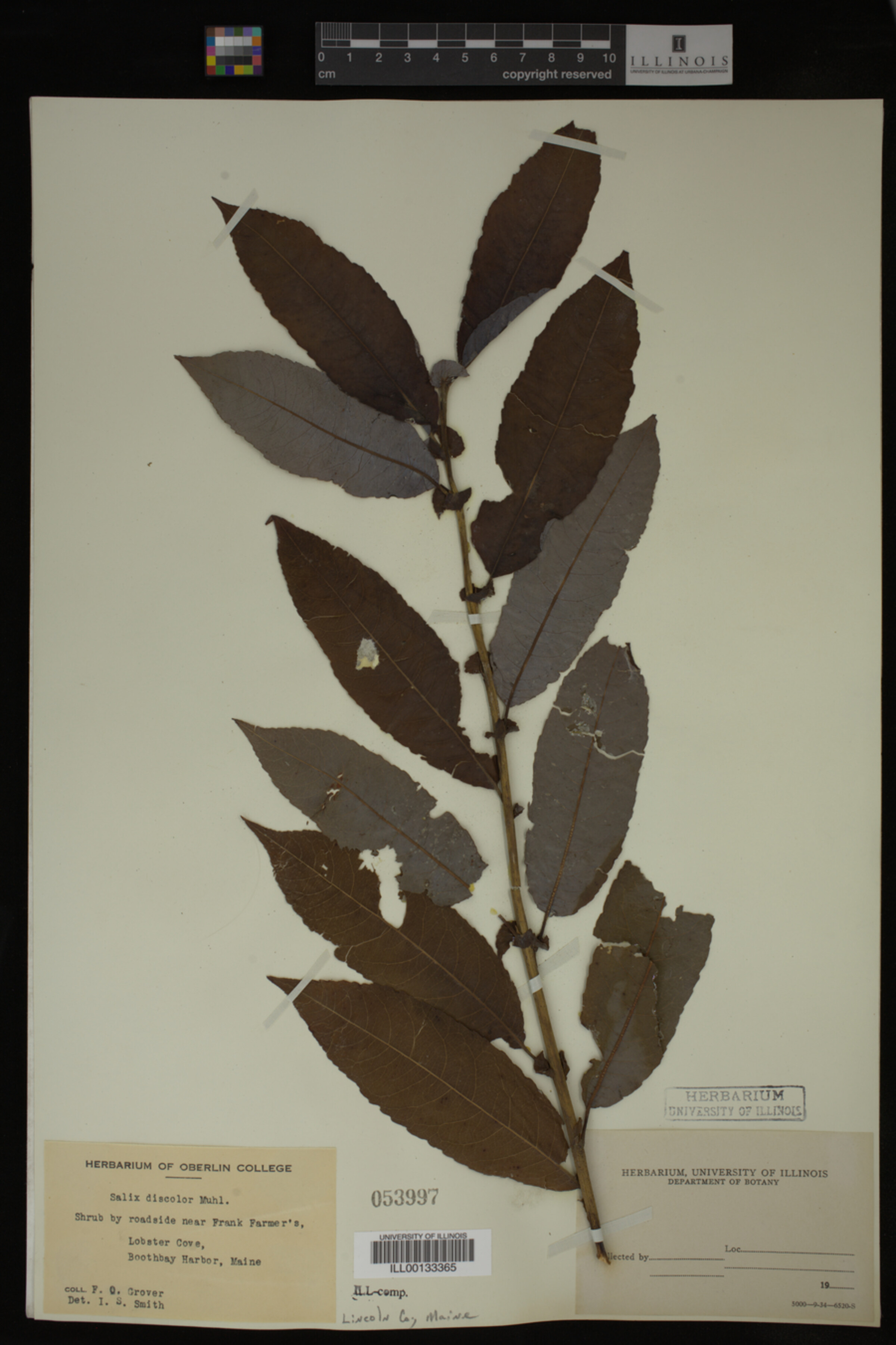 Salix discolor image