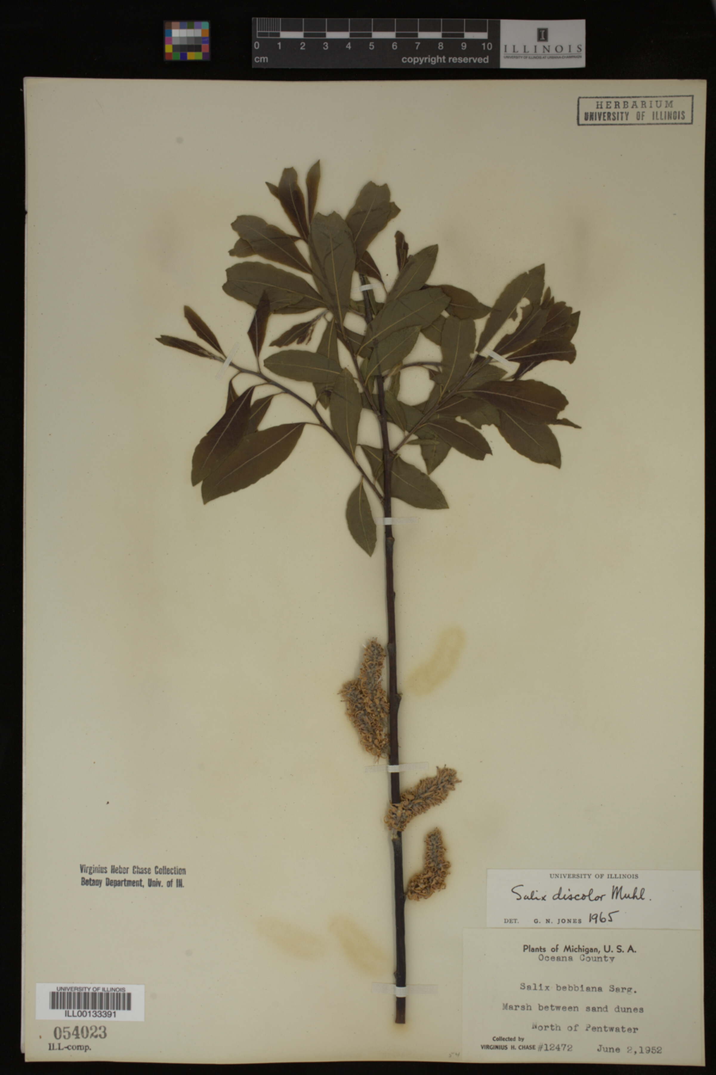 Salix discolor image