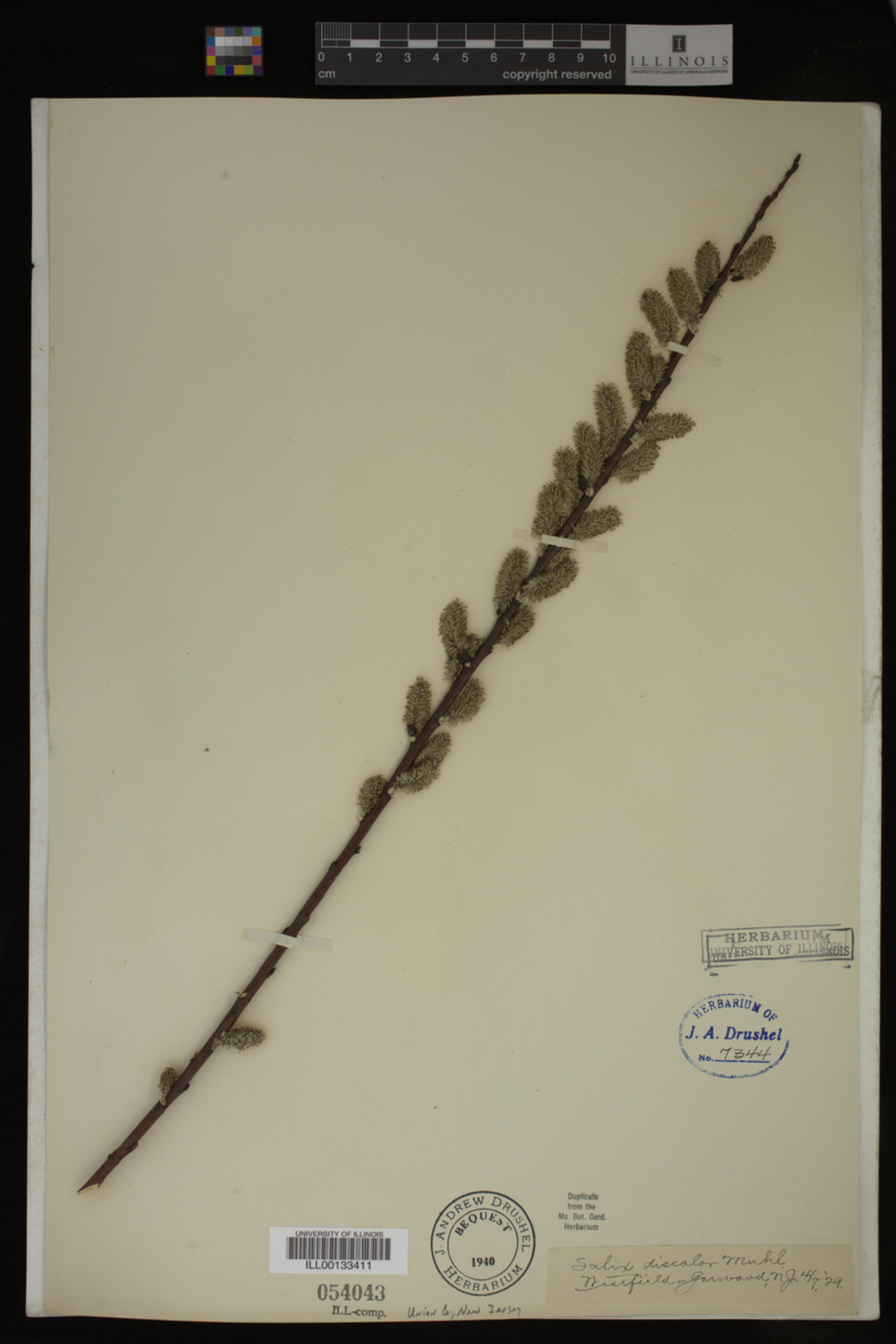 Salix discolor image