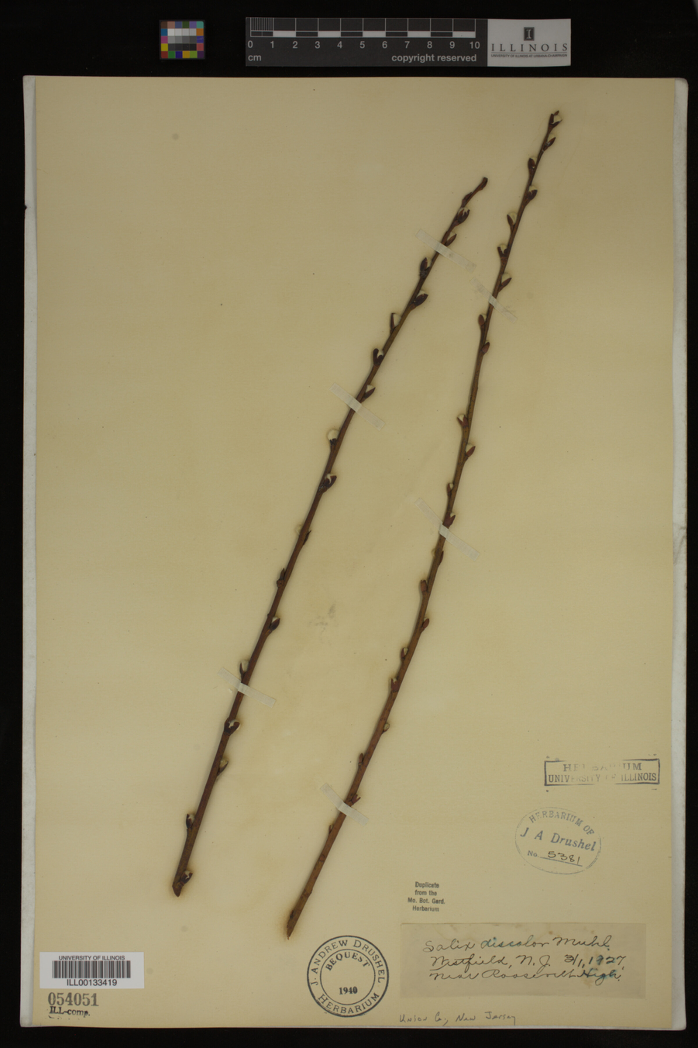 Salix discolor image