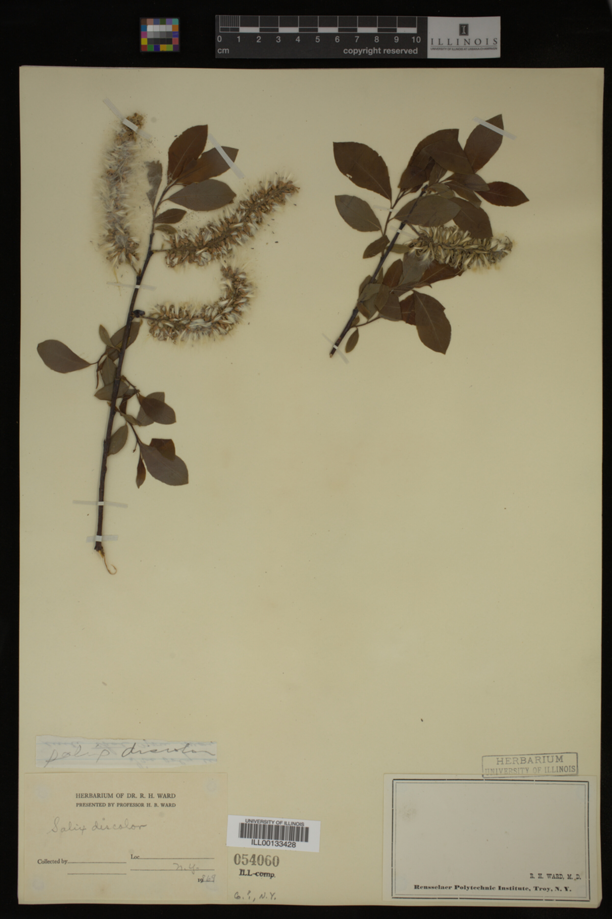 Salix discolor image