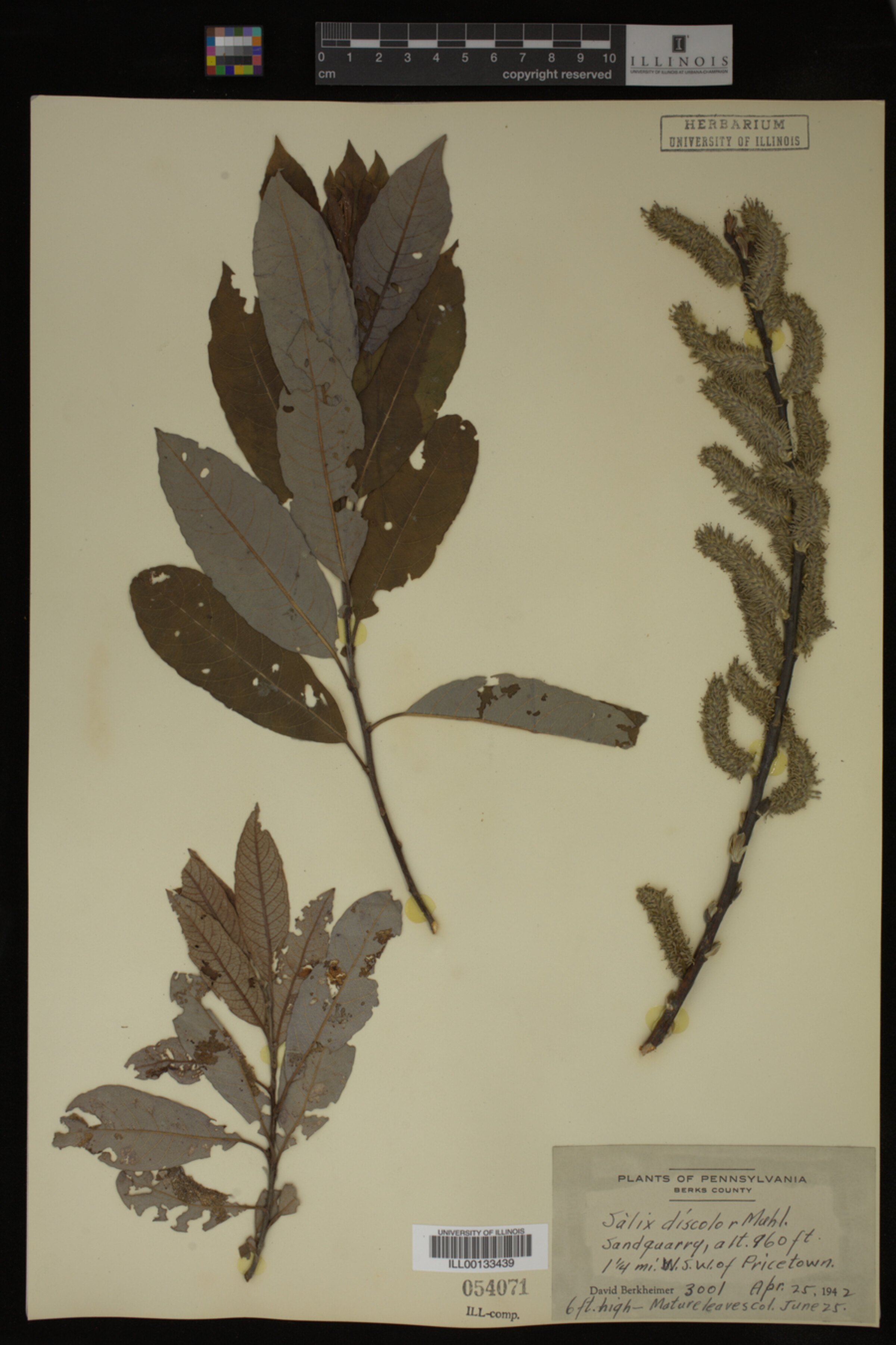 Salix discolor image