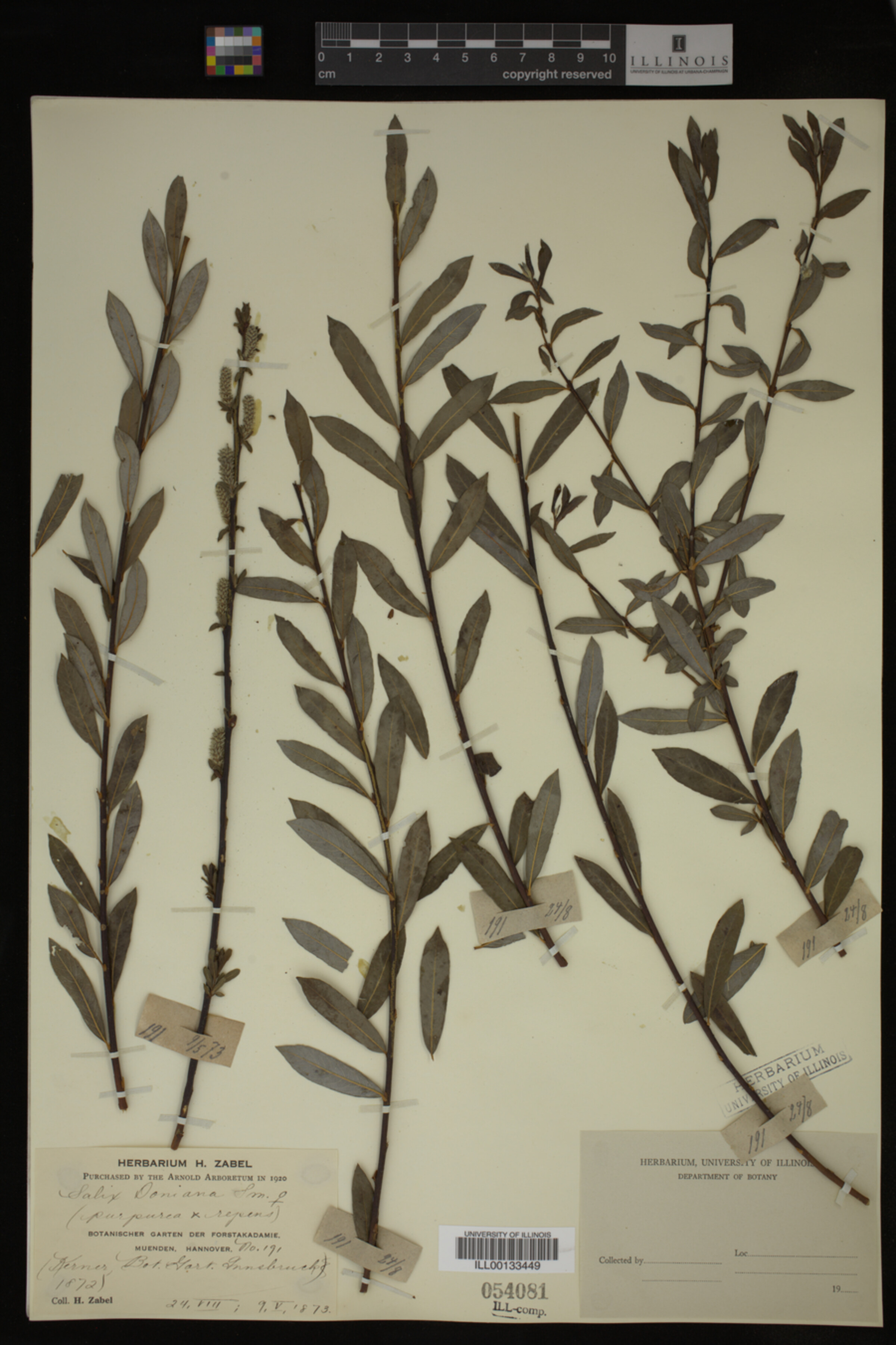 Salix X doniana image